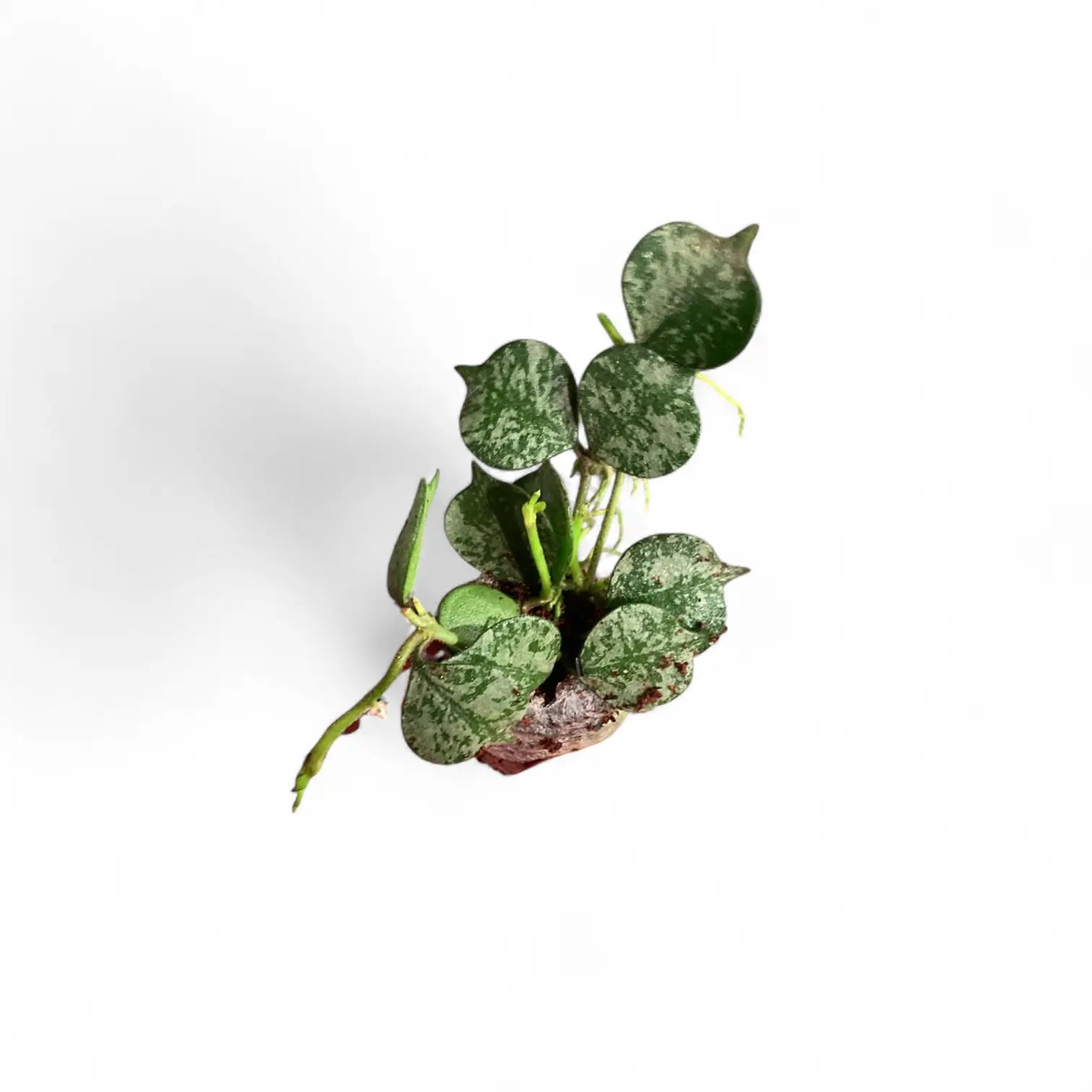 Hoya curtisii 'Silver' potted houseplant in nursery pot on white background, product photo 3.