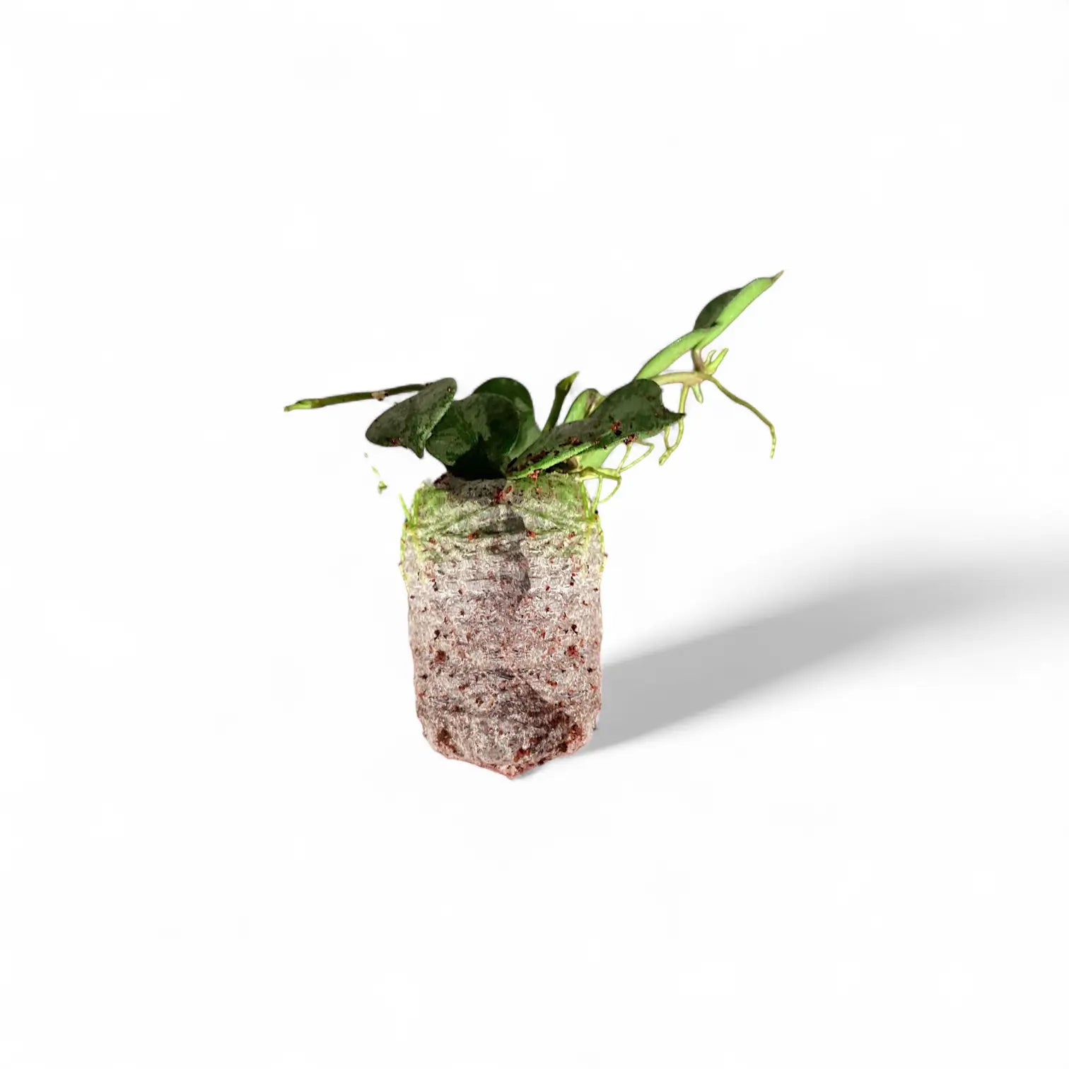 Hoya curtisii 'Silver' potted houseplant in nursery pot on white background, product photo 4.