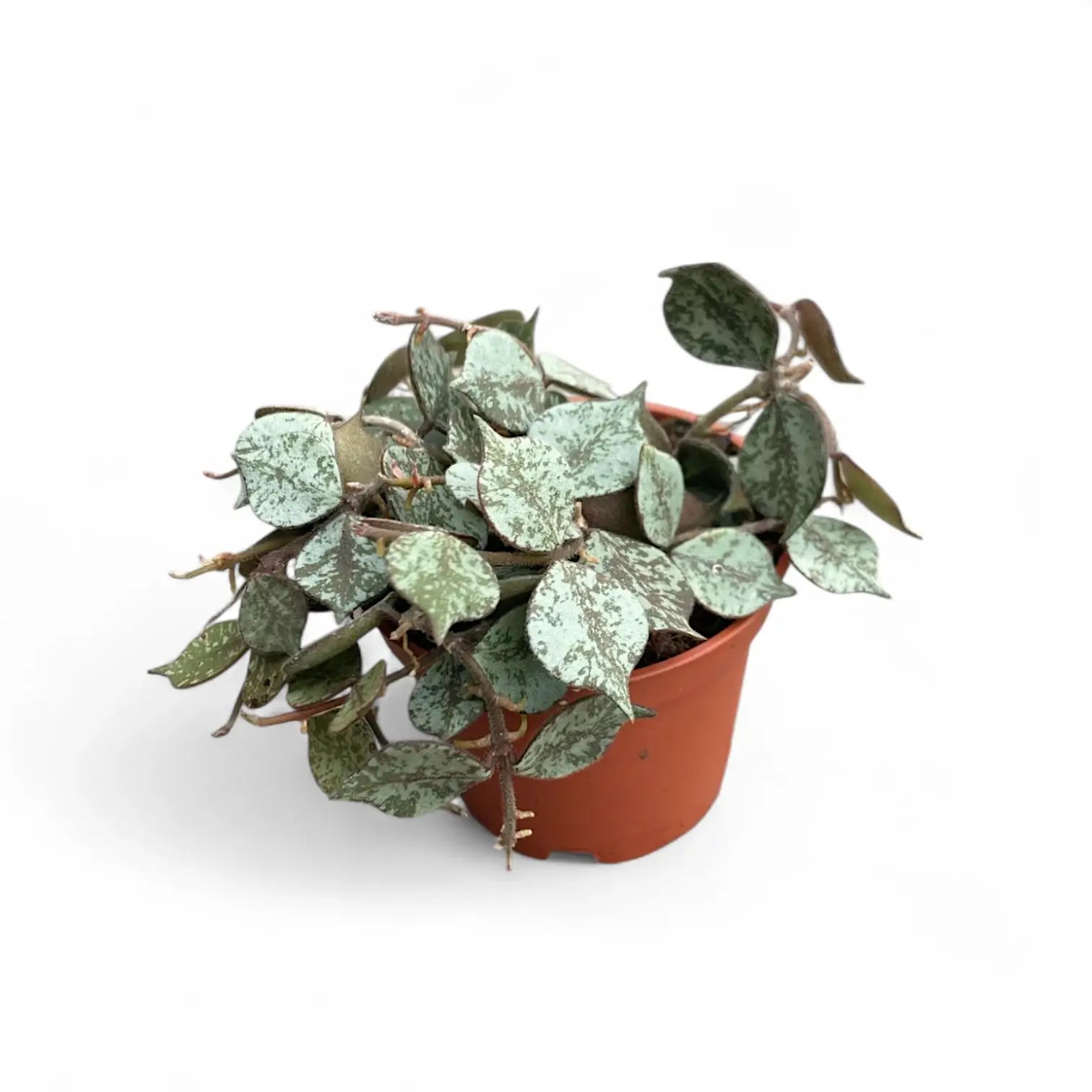 Hoya curtisii 'Silver' potted houseplant in nursery pot on white background, product photo 5.