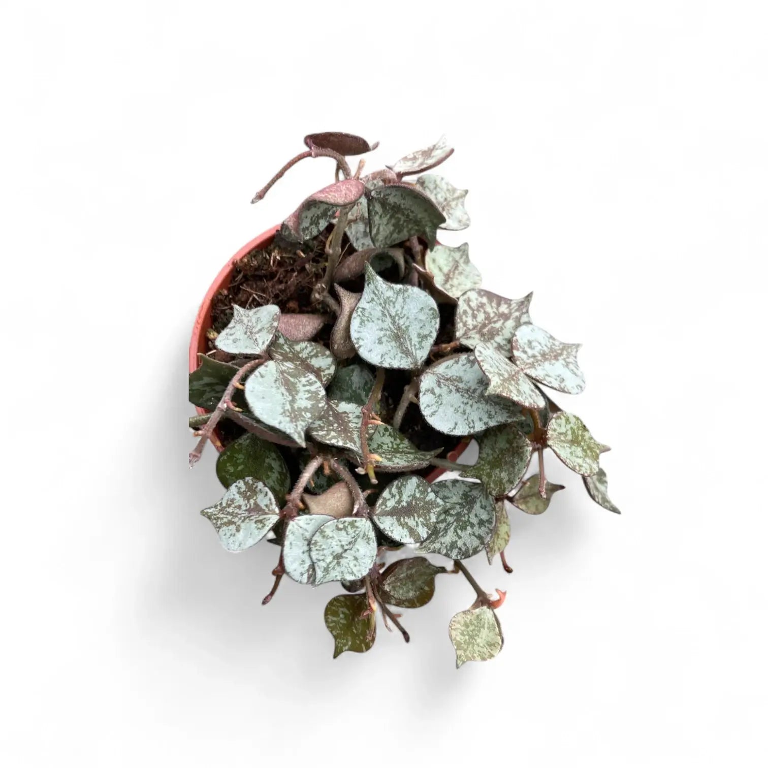 Hoya curtisii 'Silver' potted houseplant in nursery pot on white background, product photo 6.