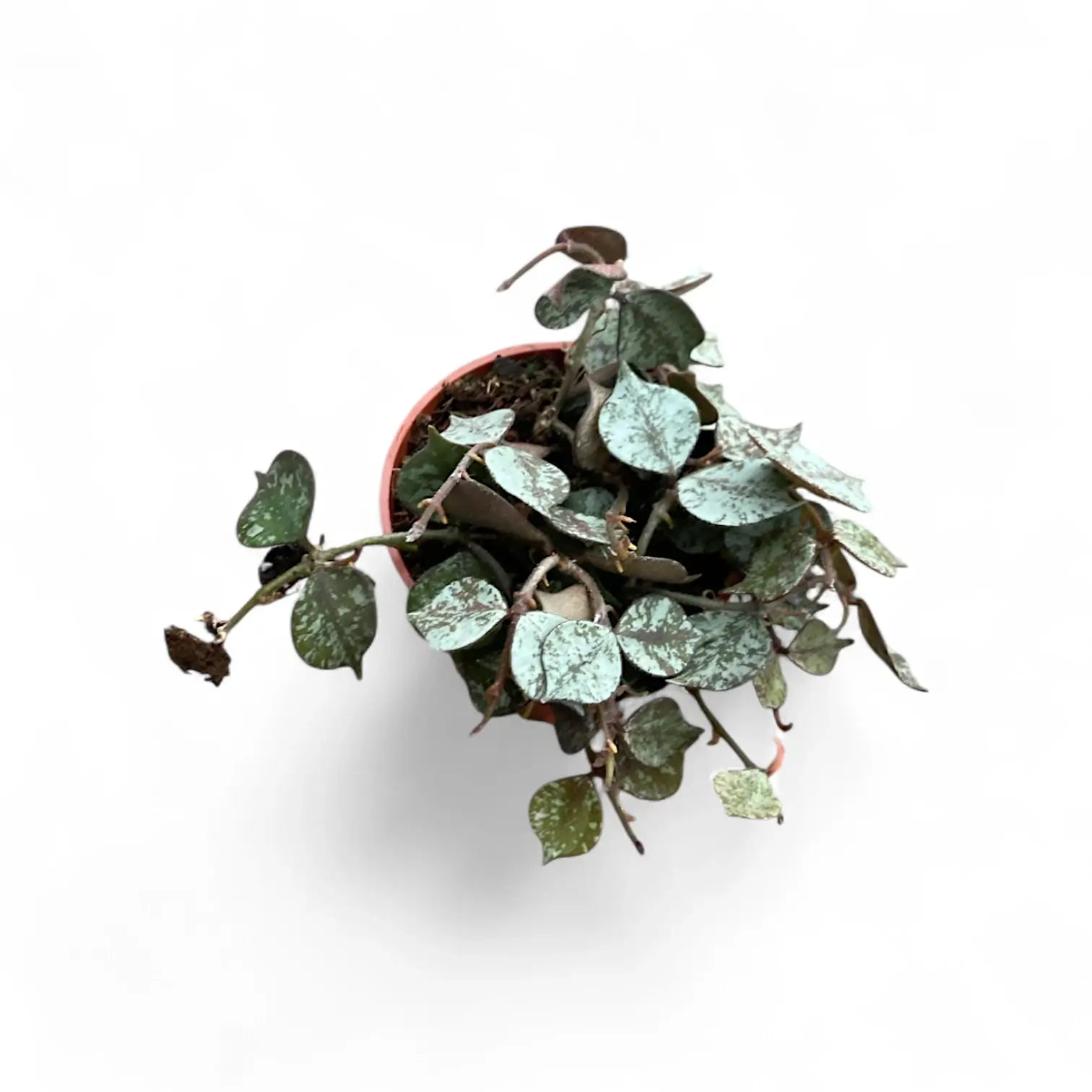 Hoya curtisii 'Silver' potted houseplant in nursery pot on white background, product photo 8.