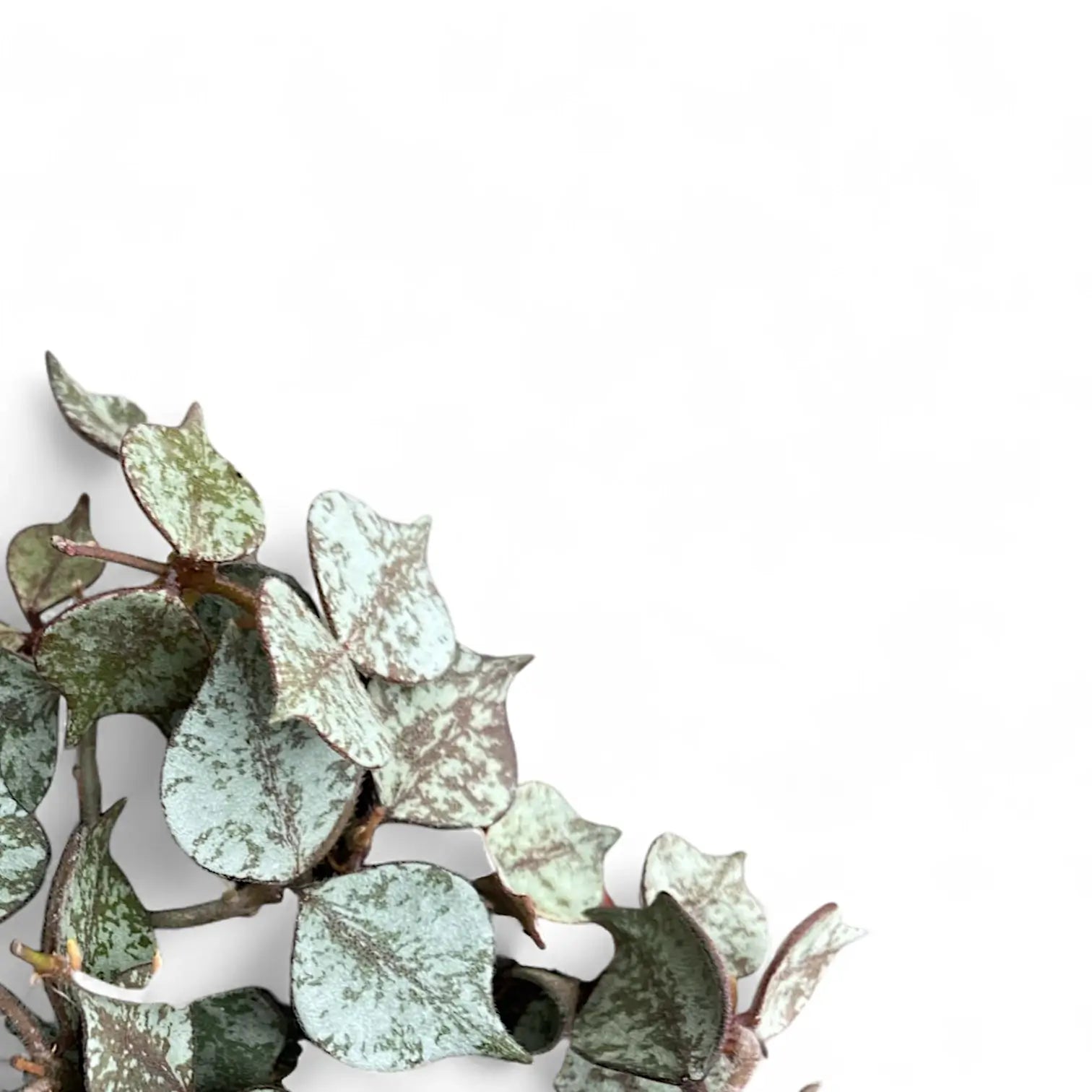 Hoya curtisii 'Silver' potted houseplant in nursery pot on white background, product photo 10.