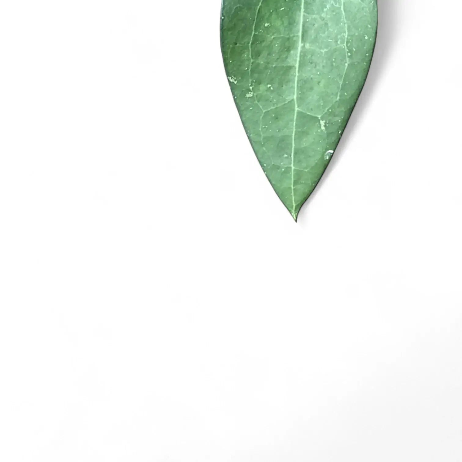 Hoya fuscomarginata (Hoya vitellina) – Blattdetail vor weißem Hintergrund..