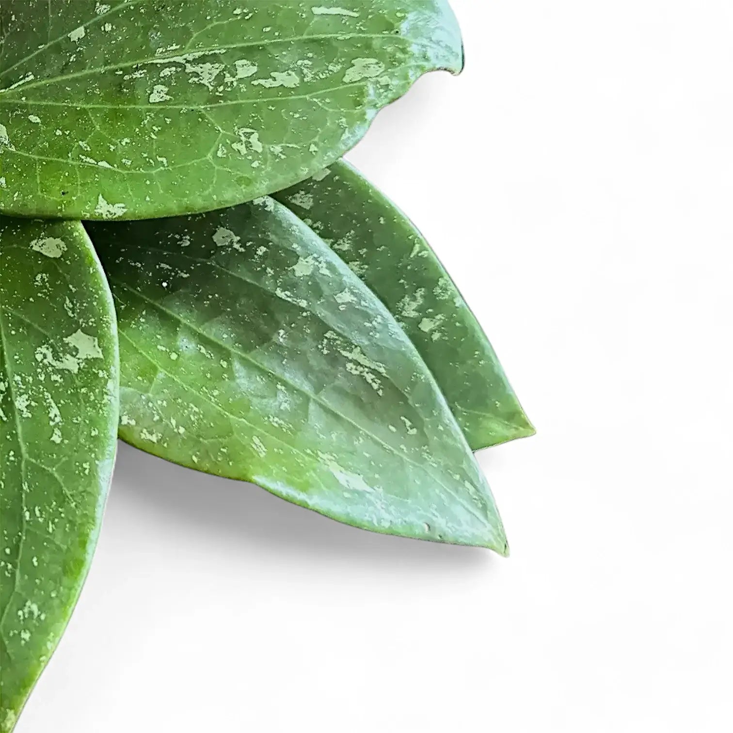 Hoya glabra 'Splash' – Blattdetail vor weißem Hintergrund..