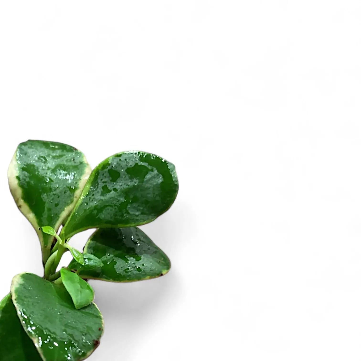 Hoya heuschkeliana albomarginata â Blattdetail vor weiĂem Hintergrund..