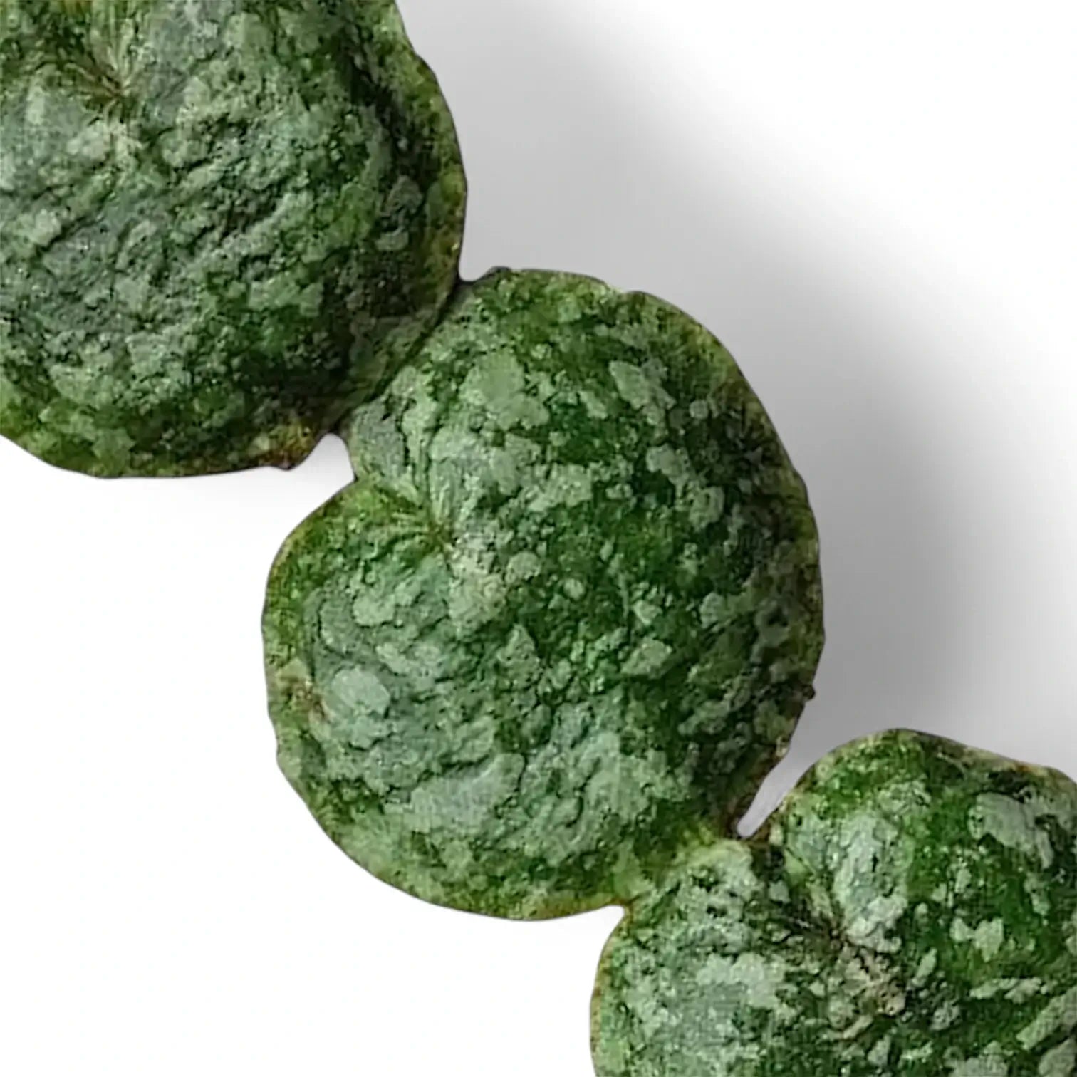 Hoya imbricata leaf close-up on white background.