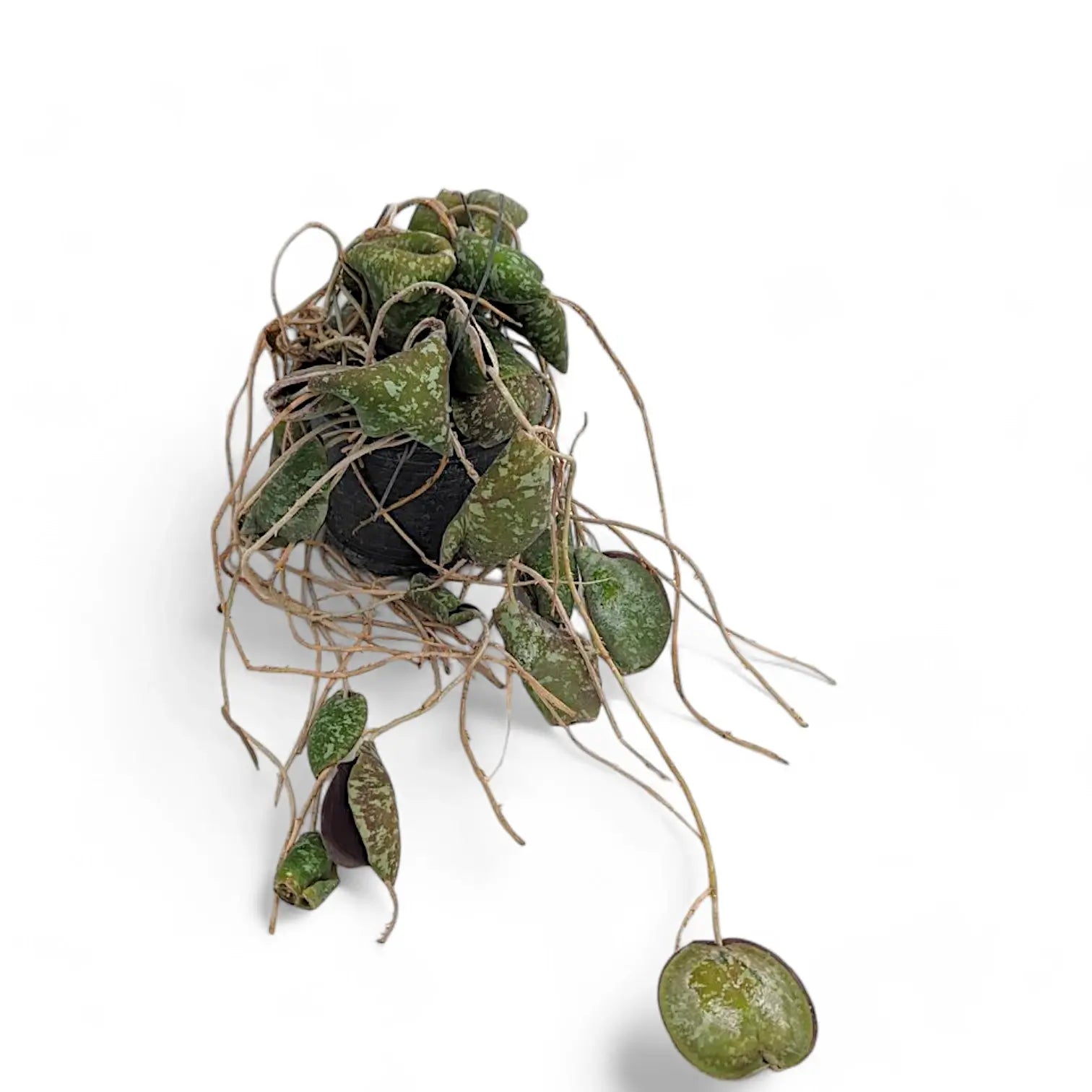Hoya imbricata potted houseplant in nursery pot on white background, product photo 4.