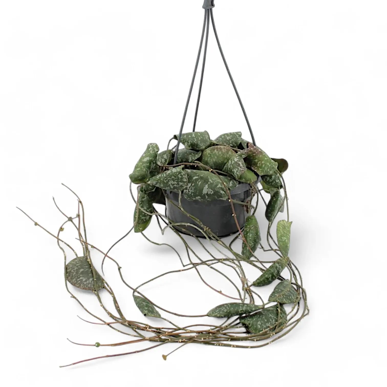 Hoya imbricata potted houseplant in nursery pot on white background, product photo 5.