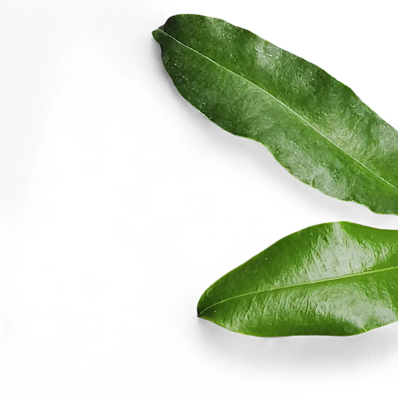 Hoya imperialis 'Red' â Blattdetail vor weiĂem Hintergrund..