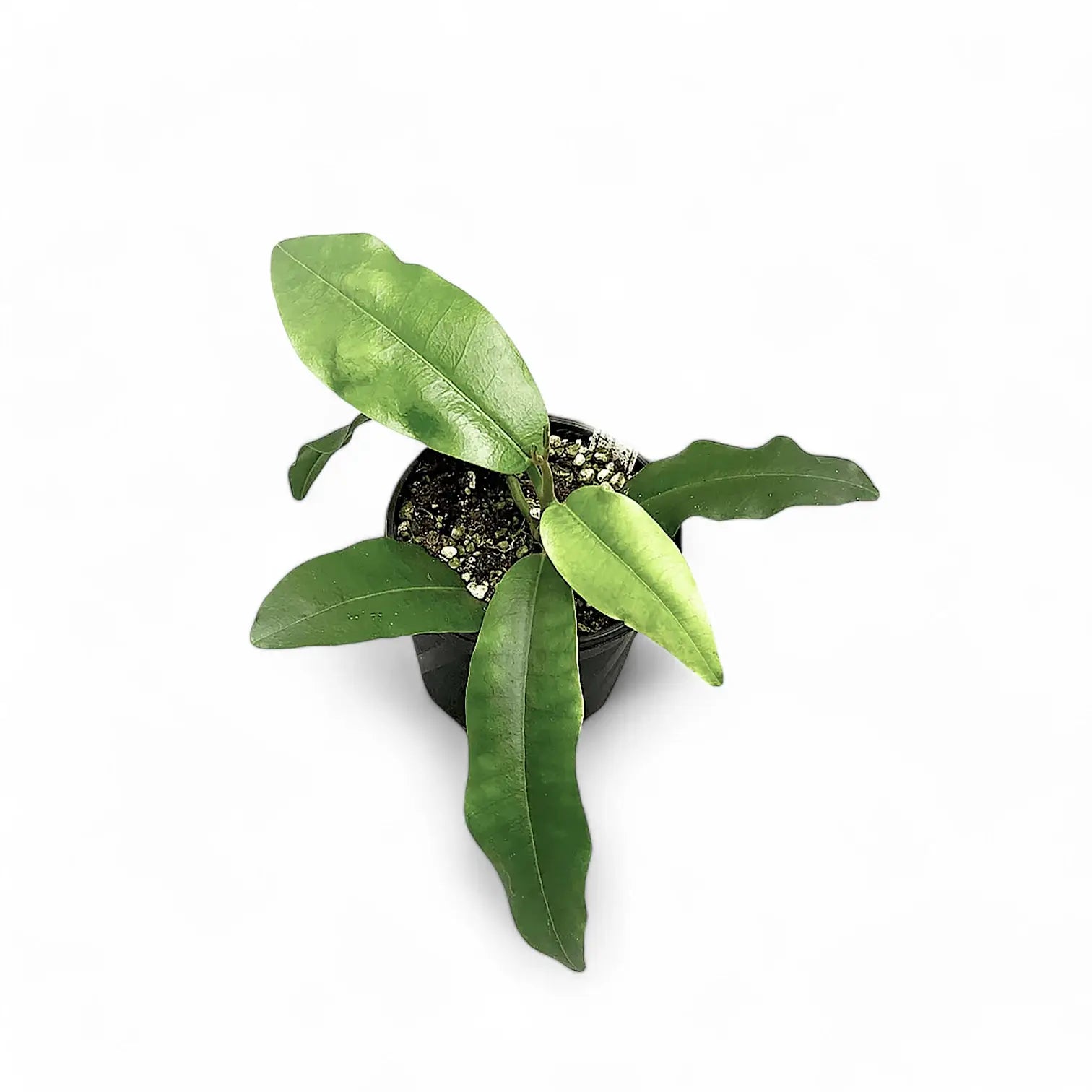 Hoya imperialis 'Red' Zimmerpflanze im Anzuchttopf vor weiĂem Hintergrund, Produktfoto 2.