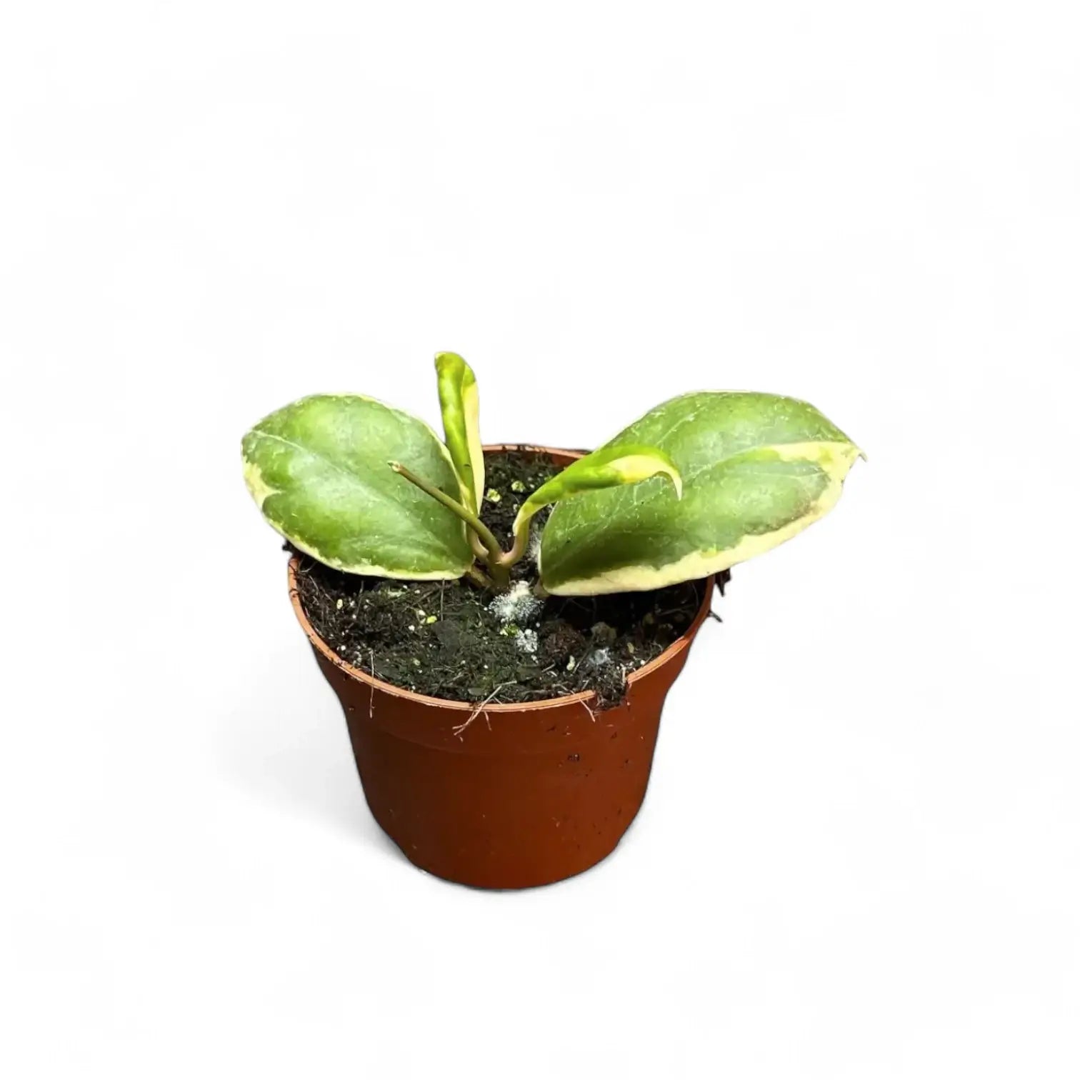 Hoya incrassata 'Eclipse' Zimmerpflanze im Anzuchttopf vor weißem Hintergrund, Produktfoto 4.