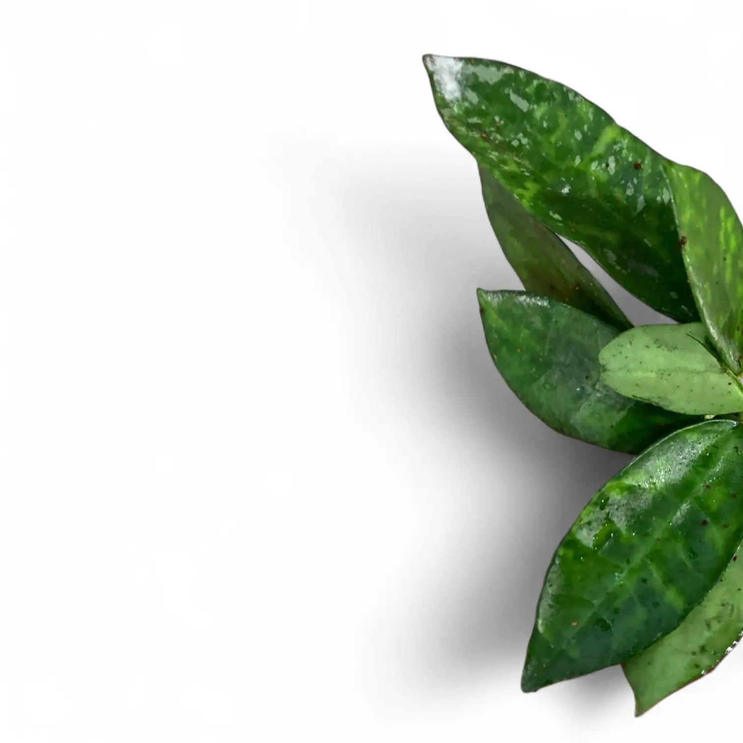 Hoya lacunosa 'Amarillo' â Blattdetail vor weiĂem Hintergrund..