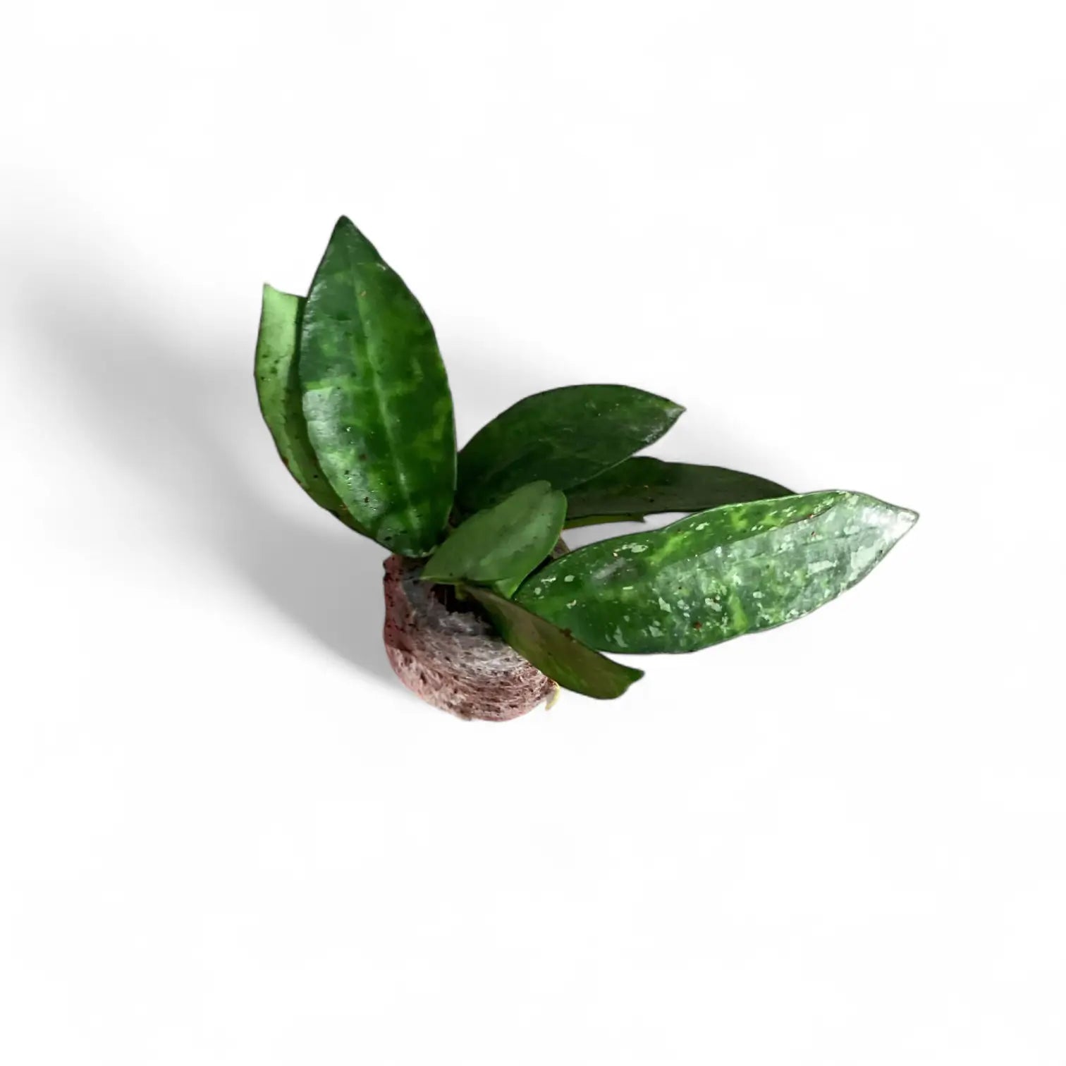 Hoya lacunosa 'Amarillo' Zimmerpflanze im Anzuchttopf vor weiĂem Hintergrund, Produktfoto 4.