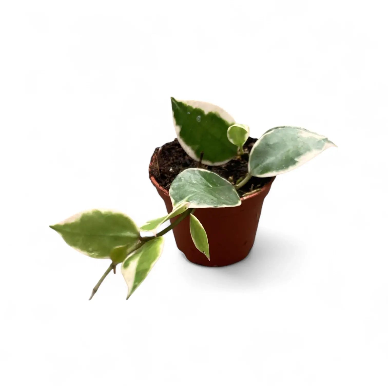 Hoya lacunosa 'Asami' Zimmerpflanze im Anzuchttopf vor weiĂem Hintergrund, Produktfoto 2.