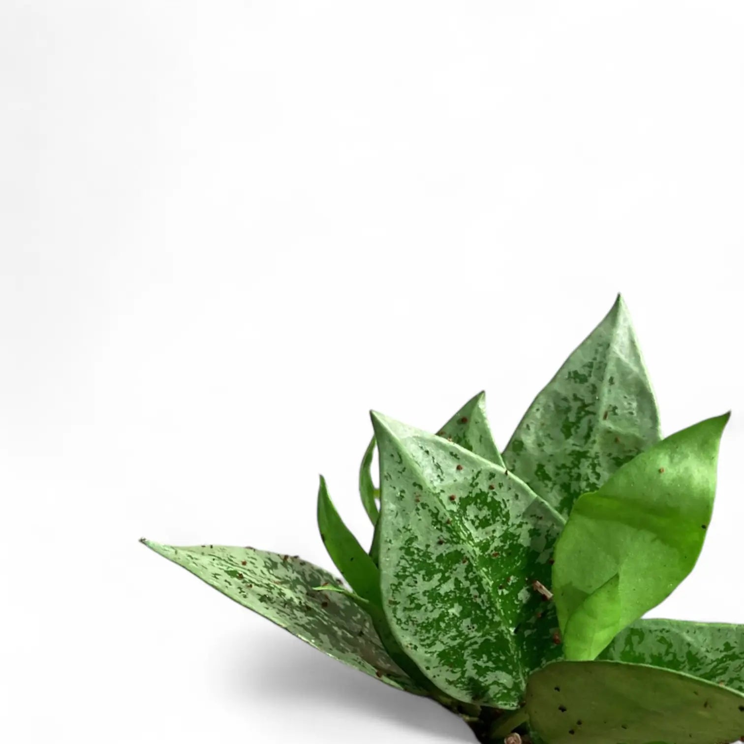 Hoya lacunosa 'Leopard Skin' â Blattdetail vor weiĂem Hintergrund..