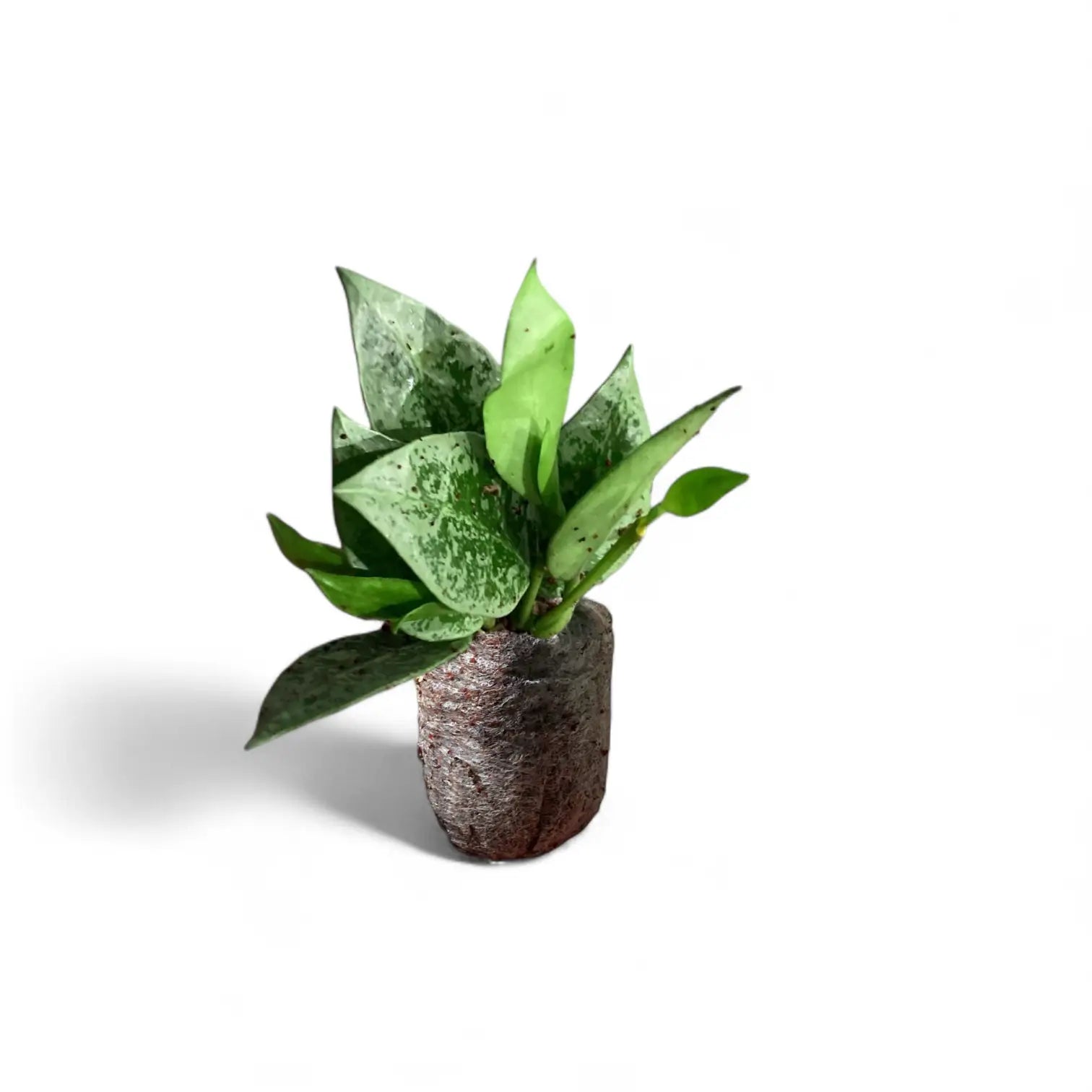 Hoya lacunosa 'Leopard Skin' Zimmerpflanze im Anzuchttopf vor weiĂem Hintergrund, Produktfoto 2.