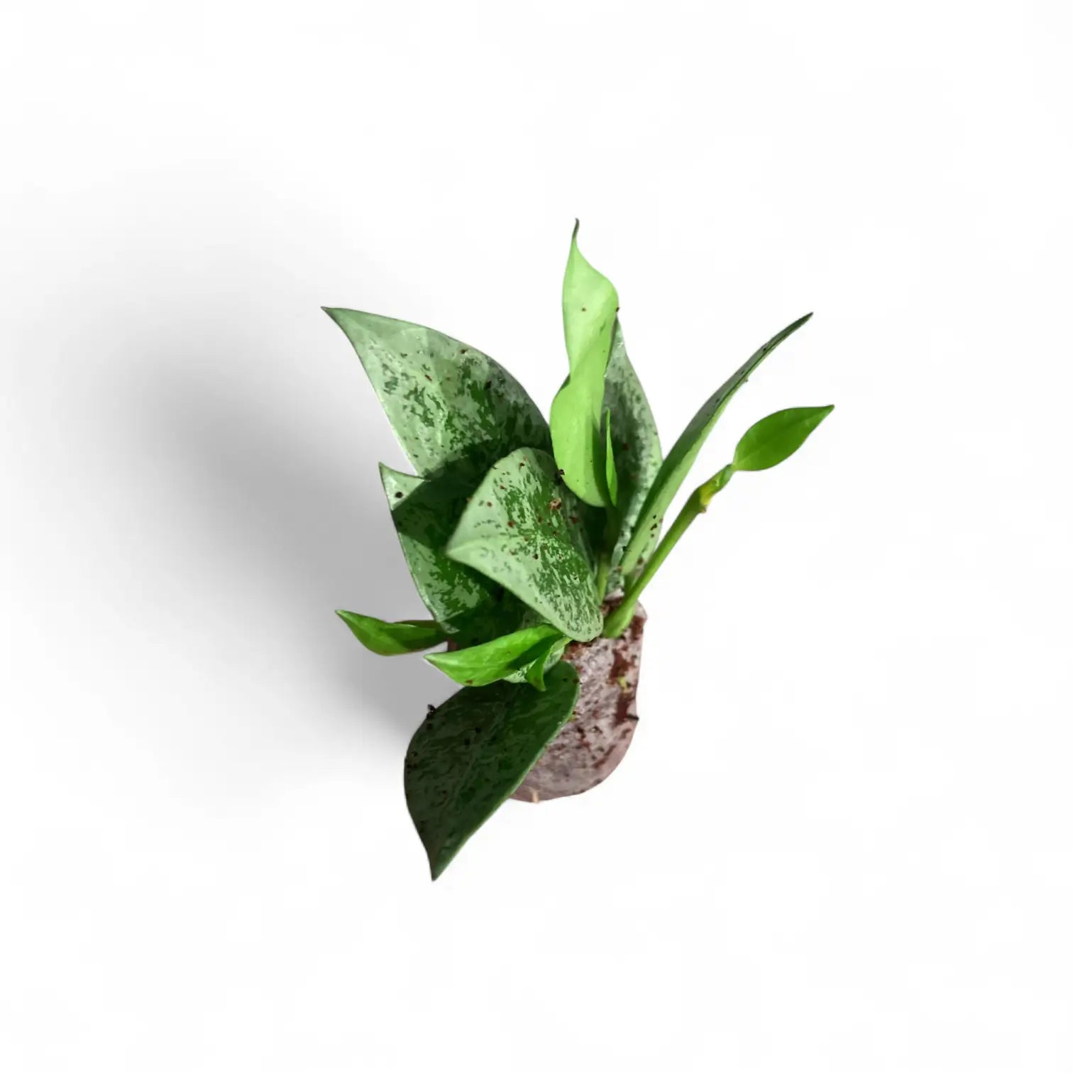 Hoya lacunosa 'Leopard Skin' Zimmerpflanze im Anzuchttopf vor weiĂem Hintergrund, Produktfoto 3.