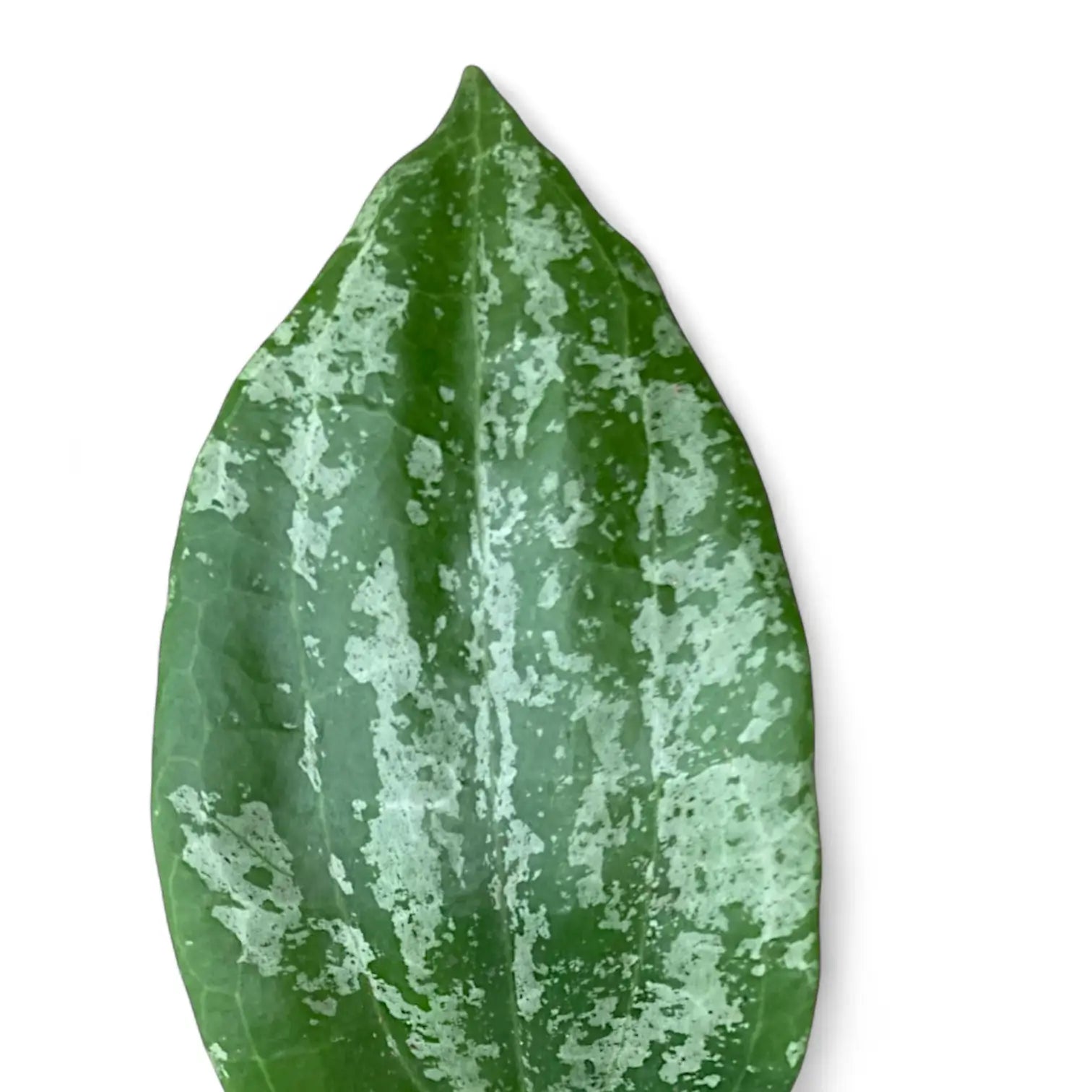 Hoya latifolia 'Silver' â Blattdetail vor weiĂem Hintergrund..