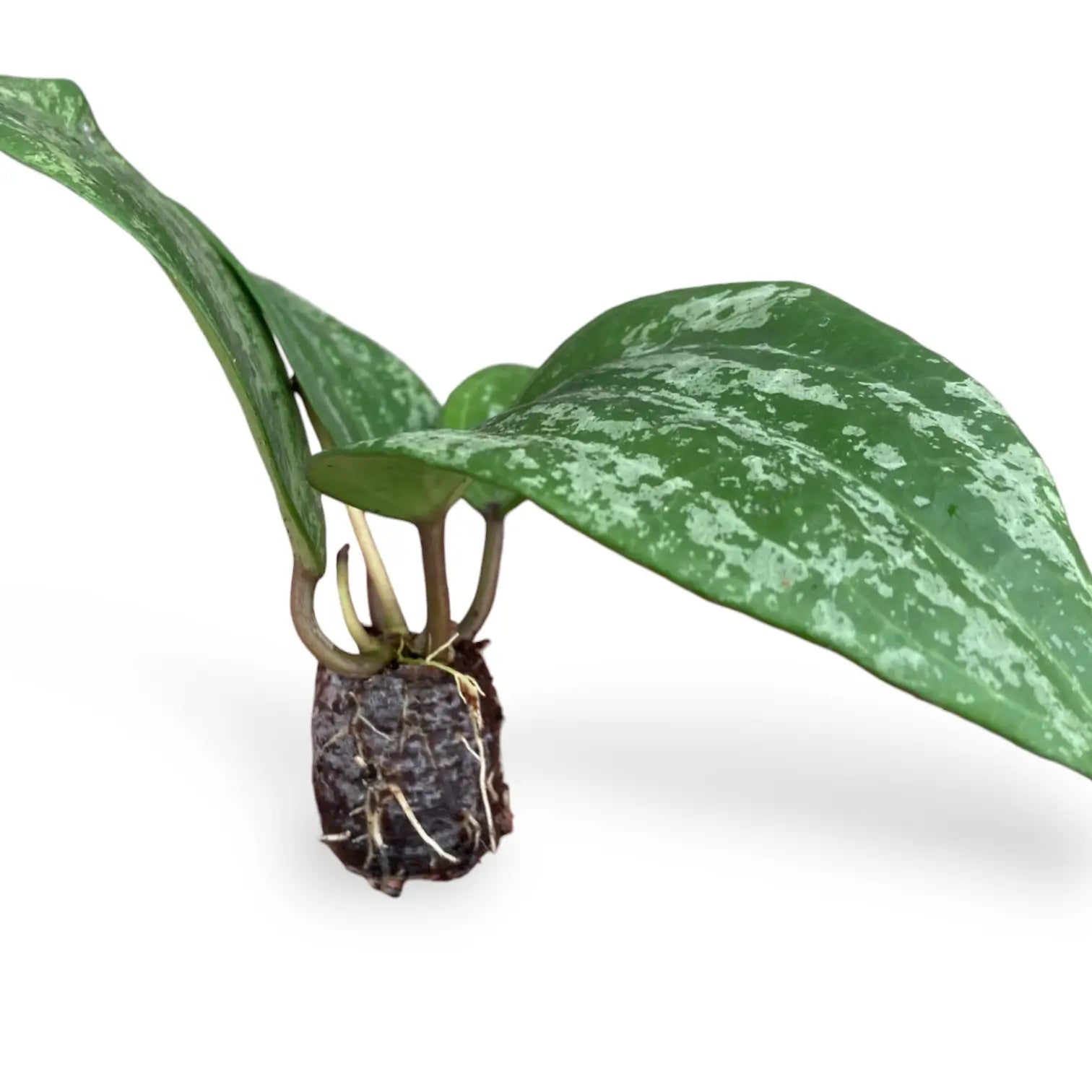 Hoya latifolia 'Silver' Zimmerpflanze im Anzuchttopf vor weiĂem Hintergrund, Produktfoto 3.