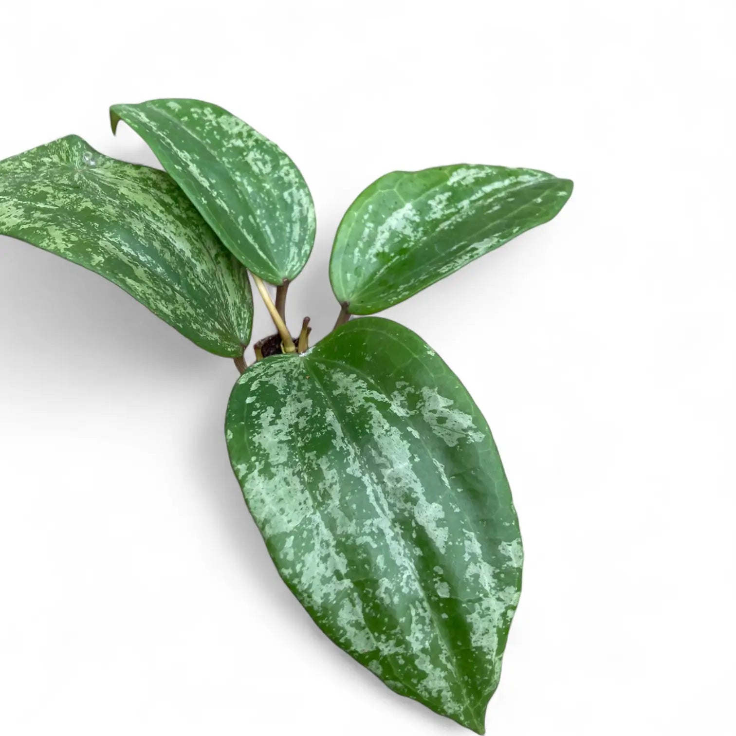 Hoya latifolia 'Silver' Zimmerpflanze im Anzuchttopf vor weiĂem Hintergrund, Produktfoto 4.