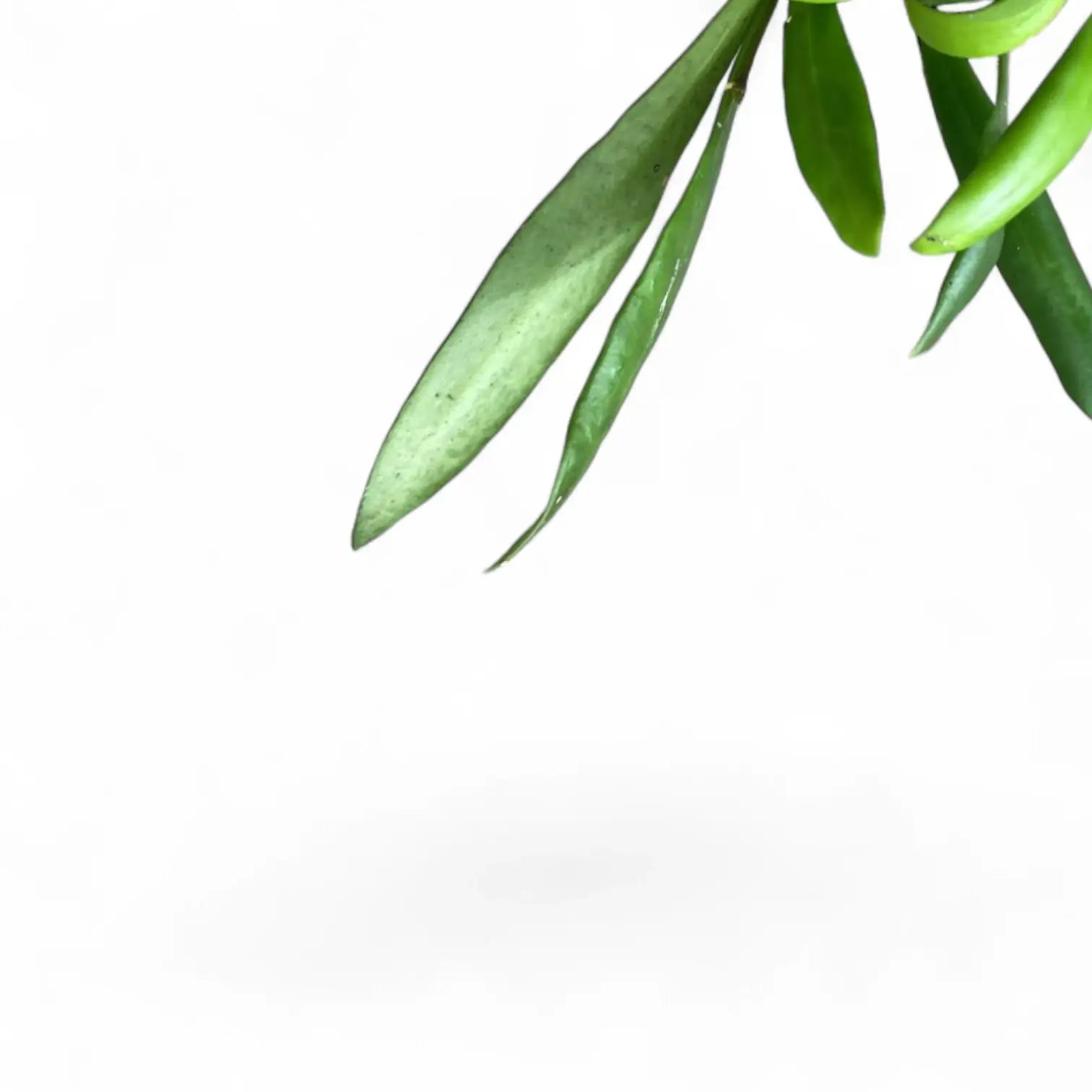 Hoya loheri leaf close-up on white background.