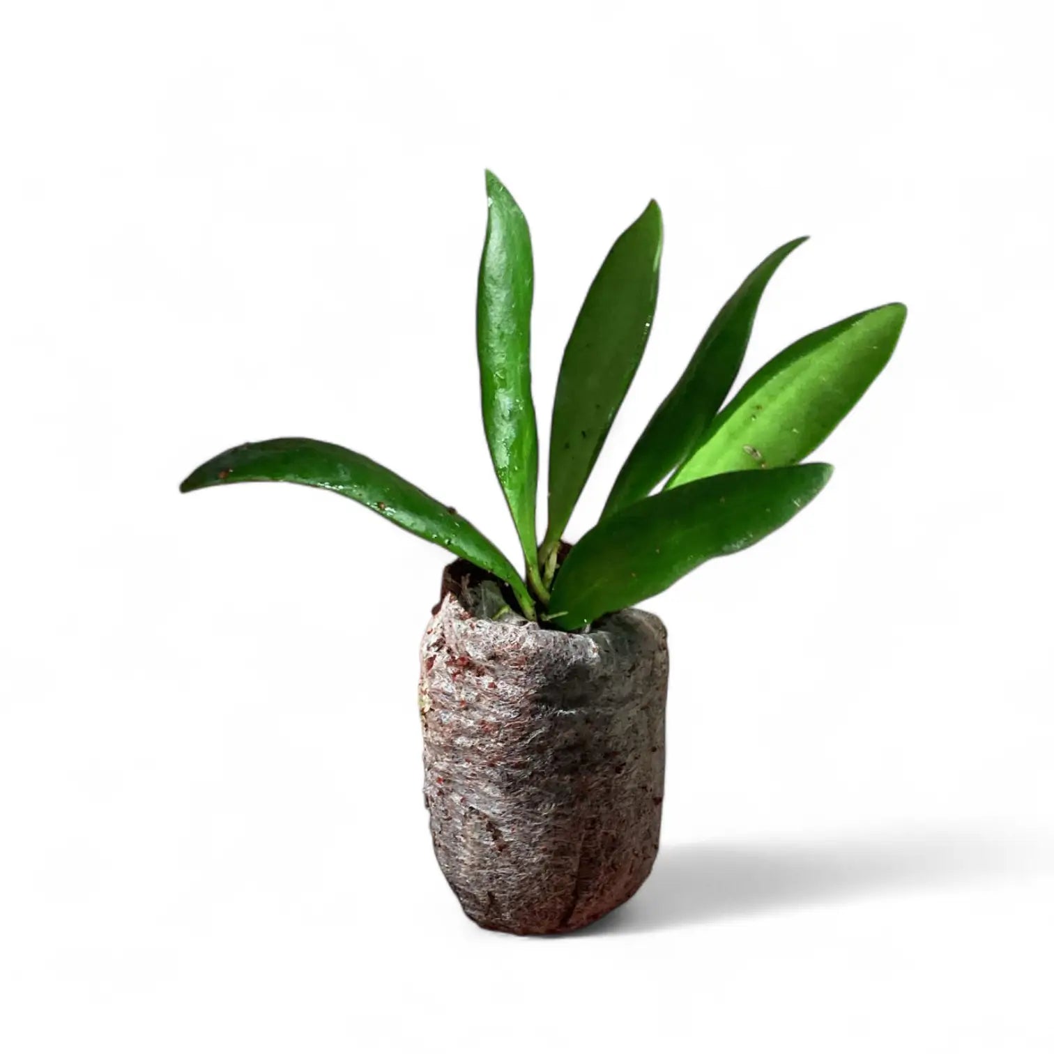 Hoya loheri potted houseplant in nursery pot on white background, product photo 2.