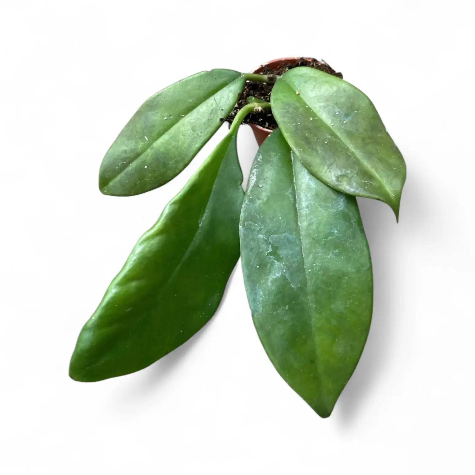Hoya maingayi potted houseplant in nursery pot on white background, product photo 3.