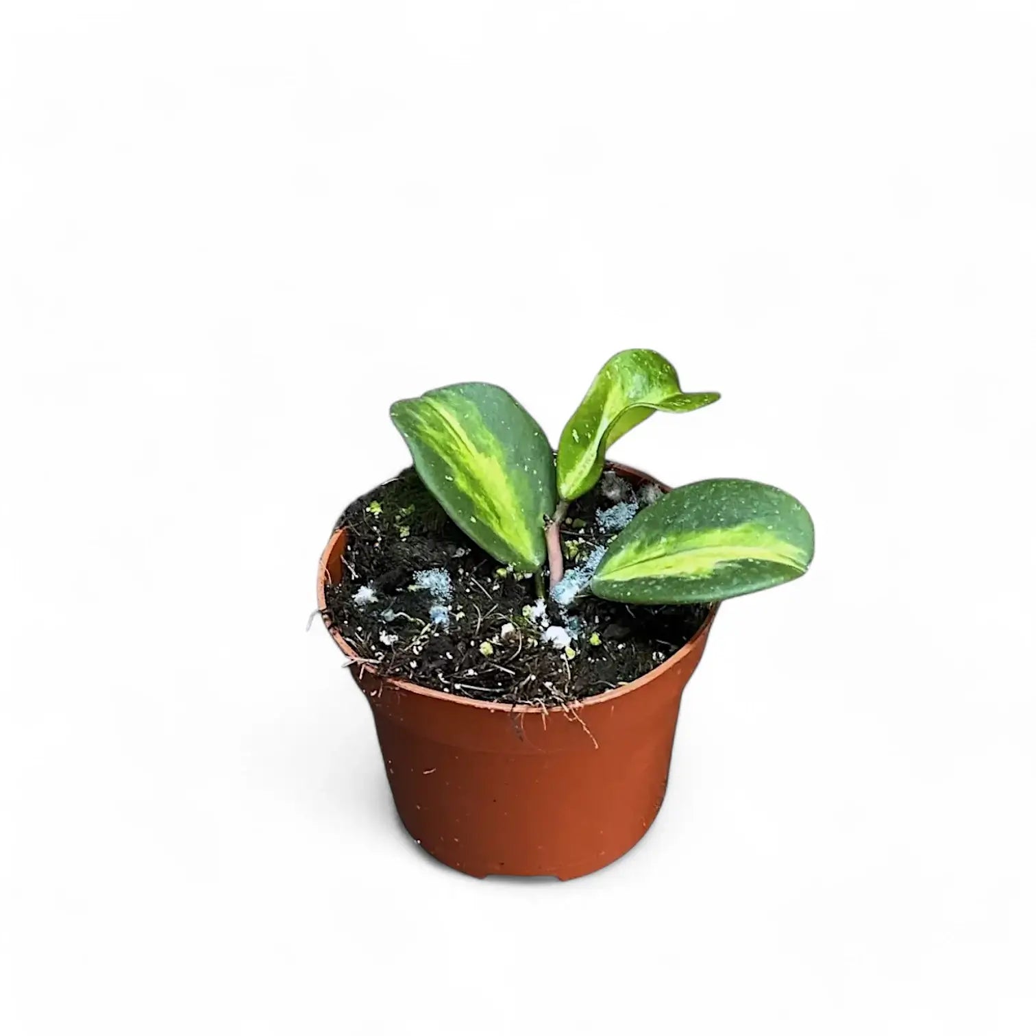 Hoya obovata variegata Zimmerpflanze im Anzuchttopf vor weißem Hintergrund, Produktfoto 3.