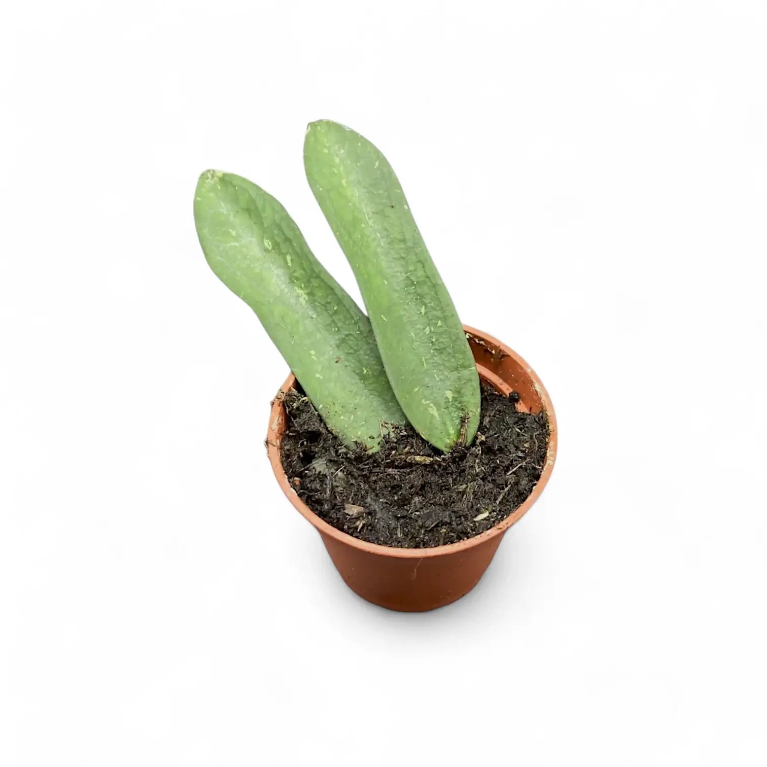 Hoya pundurata sp. Vietnam Zimmerpflanze im Anzuchttopf vor weiĂem Hintergrund, Produktfoto 2.