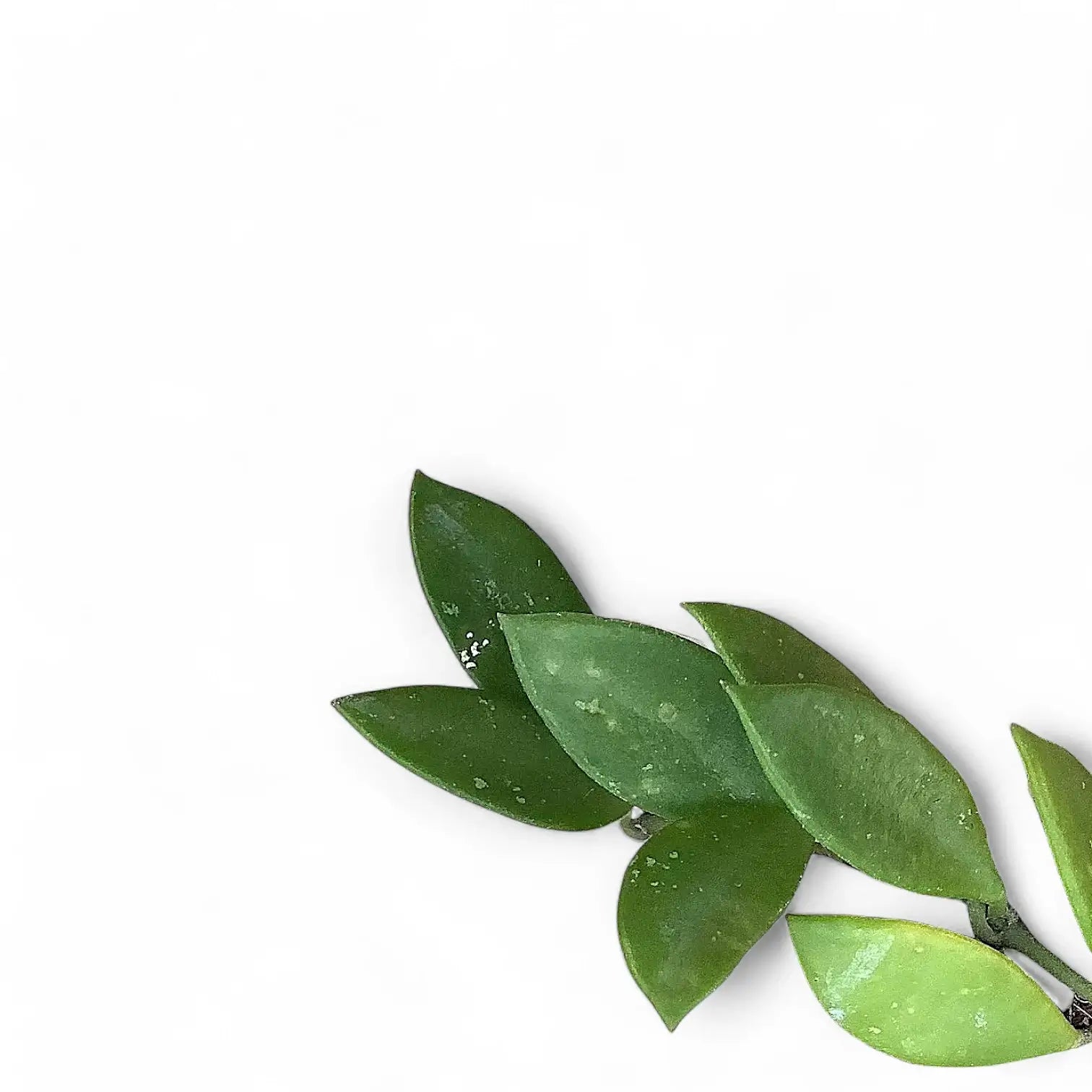 Hoya pubera (syn. Hoya picta) – Blattdetail vor weißem Hintergrund..