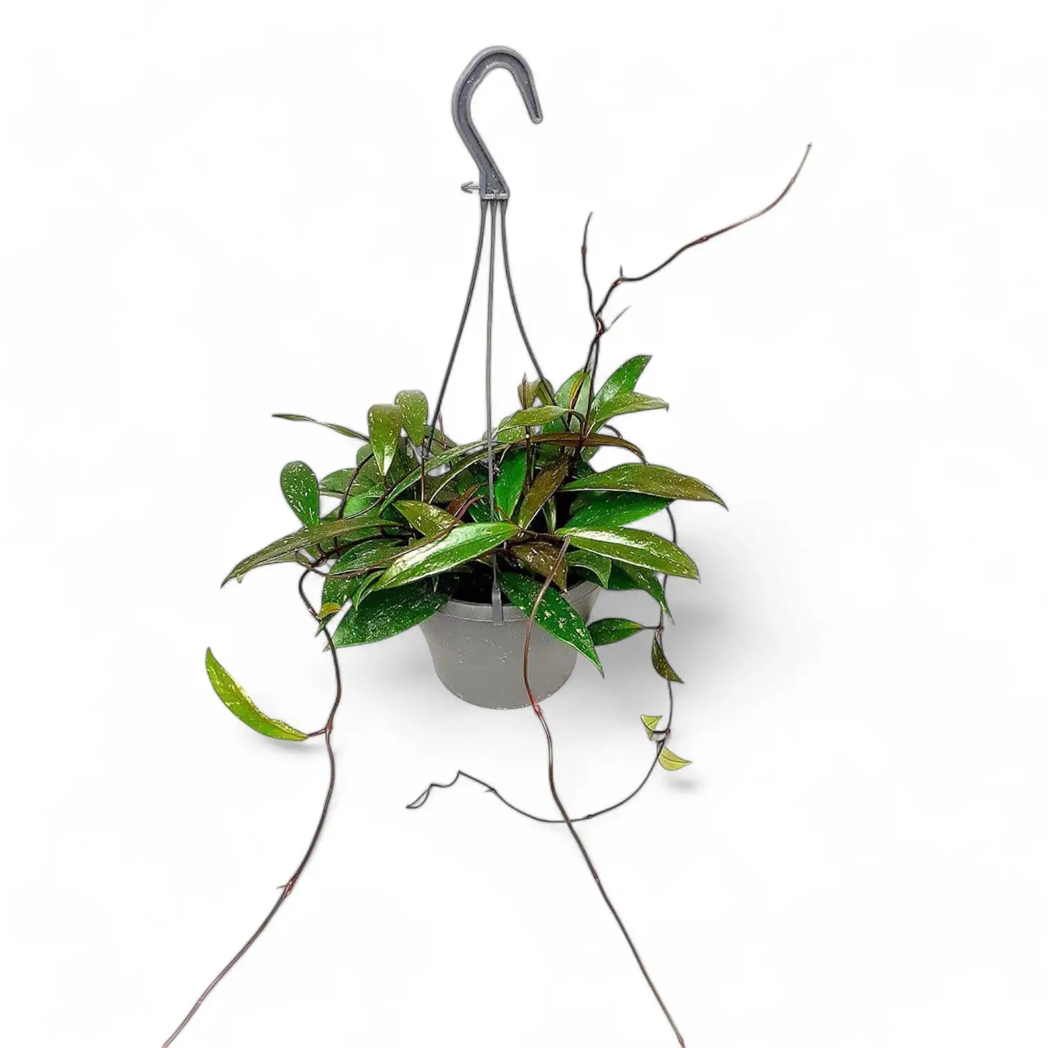 Hoya pubicalyx Zimmerpflanze im Anzuchttopf vor weißem Hintergrund, Produktfoto 3.