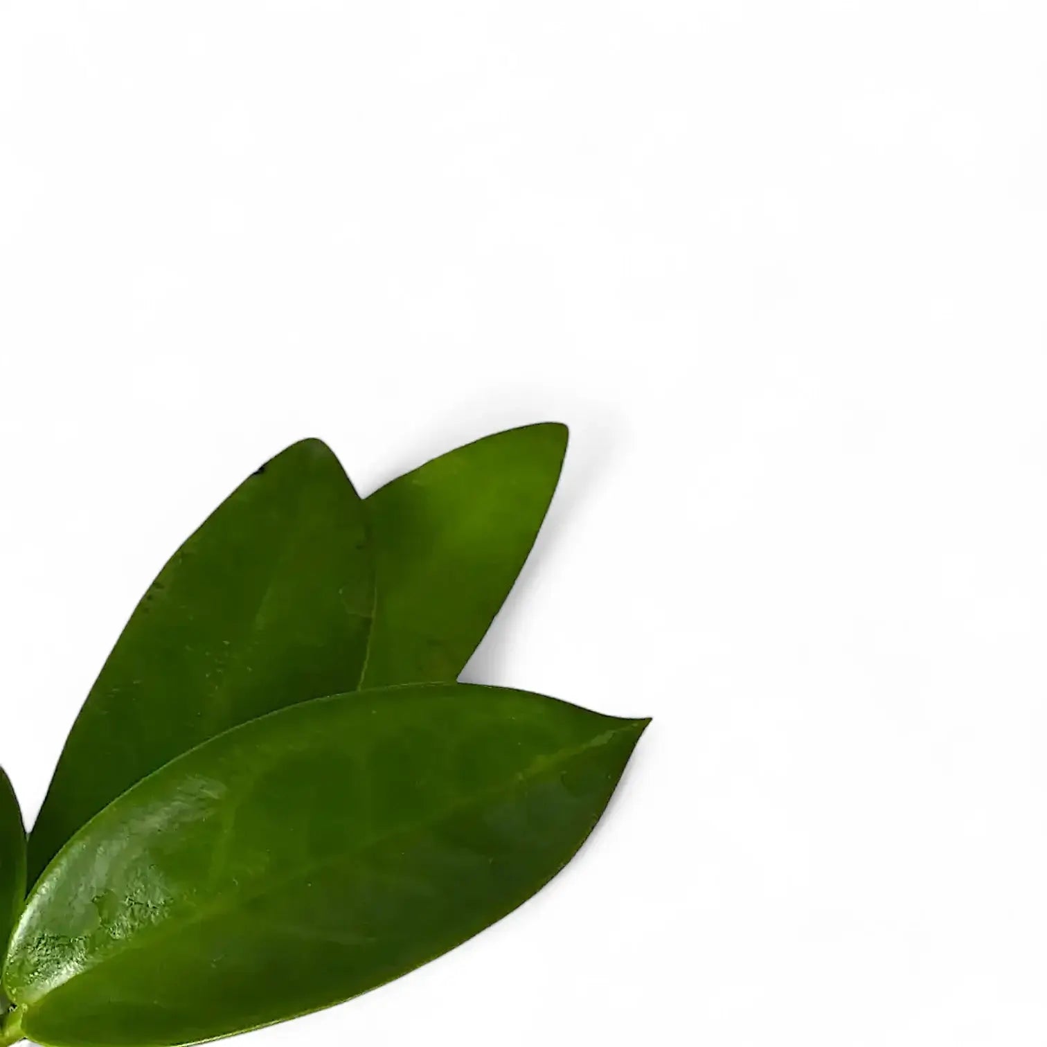 Hoya pubicalyx 'Black Dragon' – Blattdetail vor weißem Hintergrund..