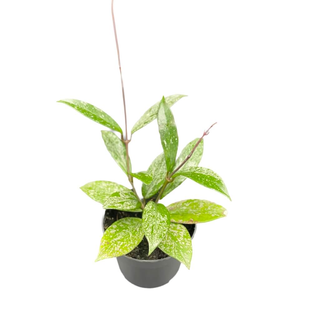 Hoya pubicalyx 'Speckled' potted houseplant in nursery pot on white background, product photo 3.