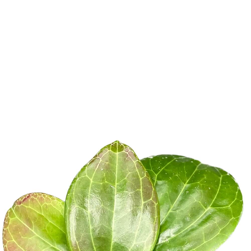 Hoya quinquenervia leaf close-up on white background.