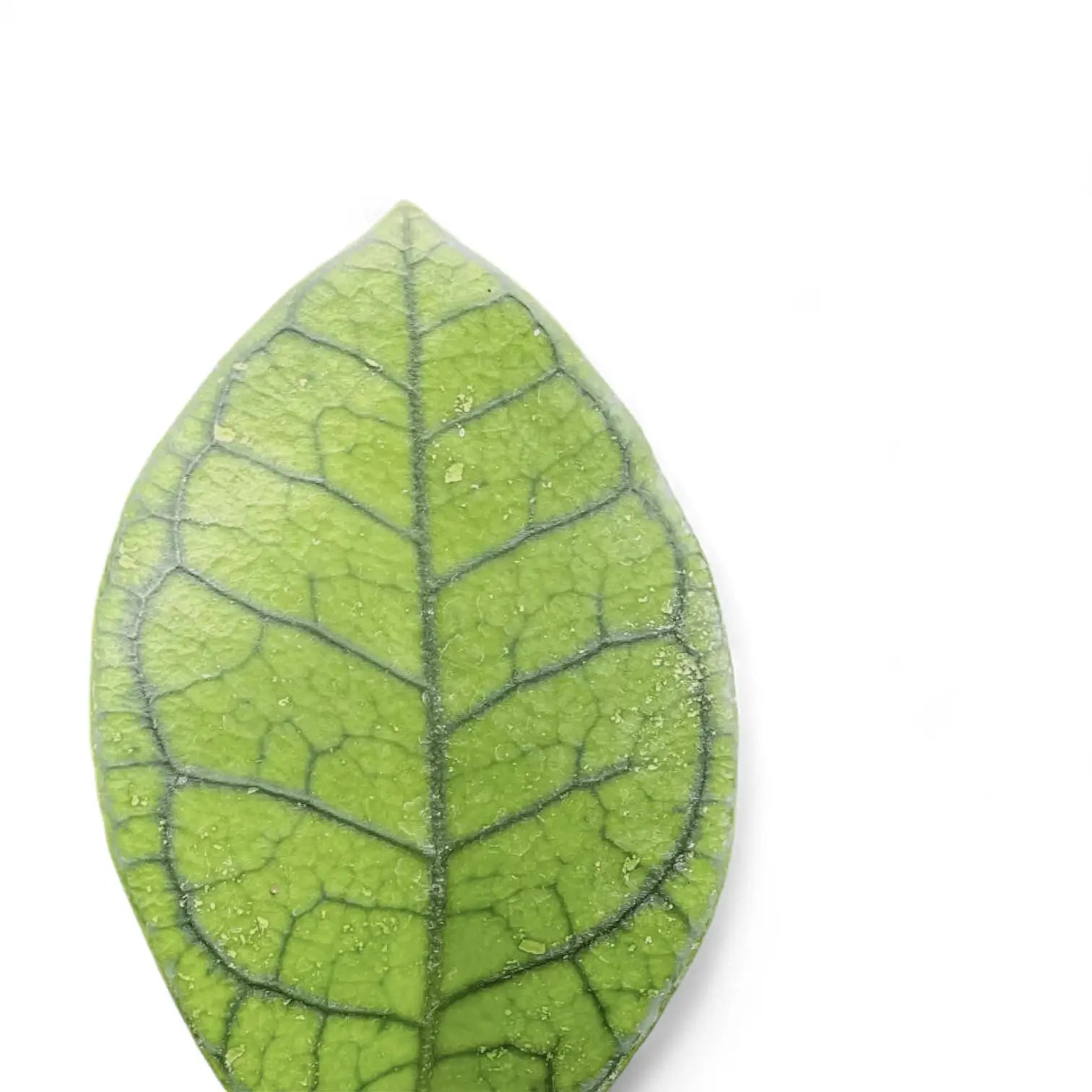 Hoya ranauensis leaf close-up on white background.
