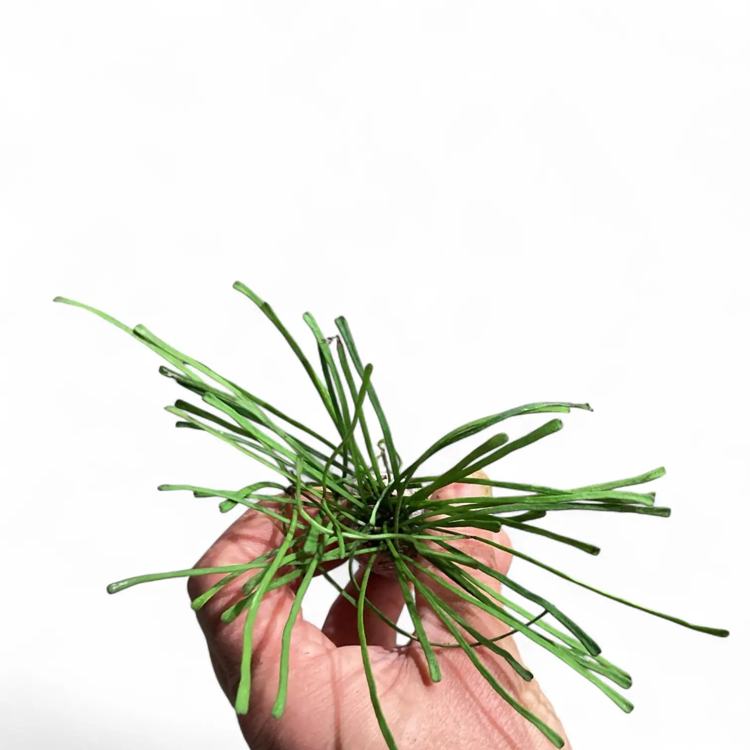 Hoya retusa potted houseplant in nursery pot on white background, product photo 4.