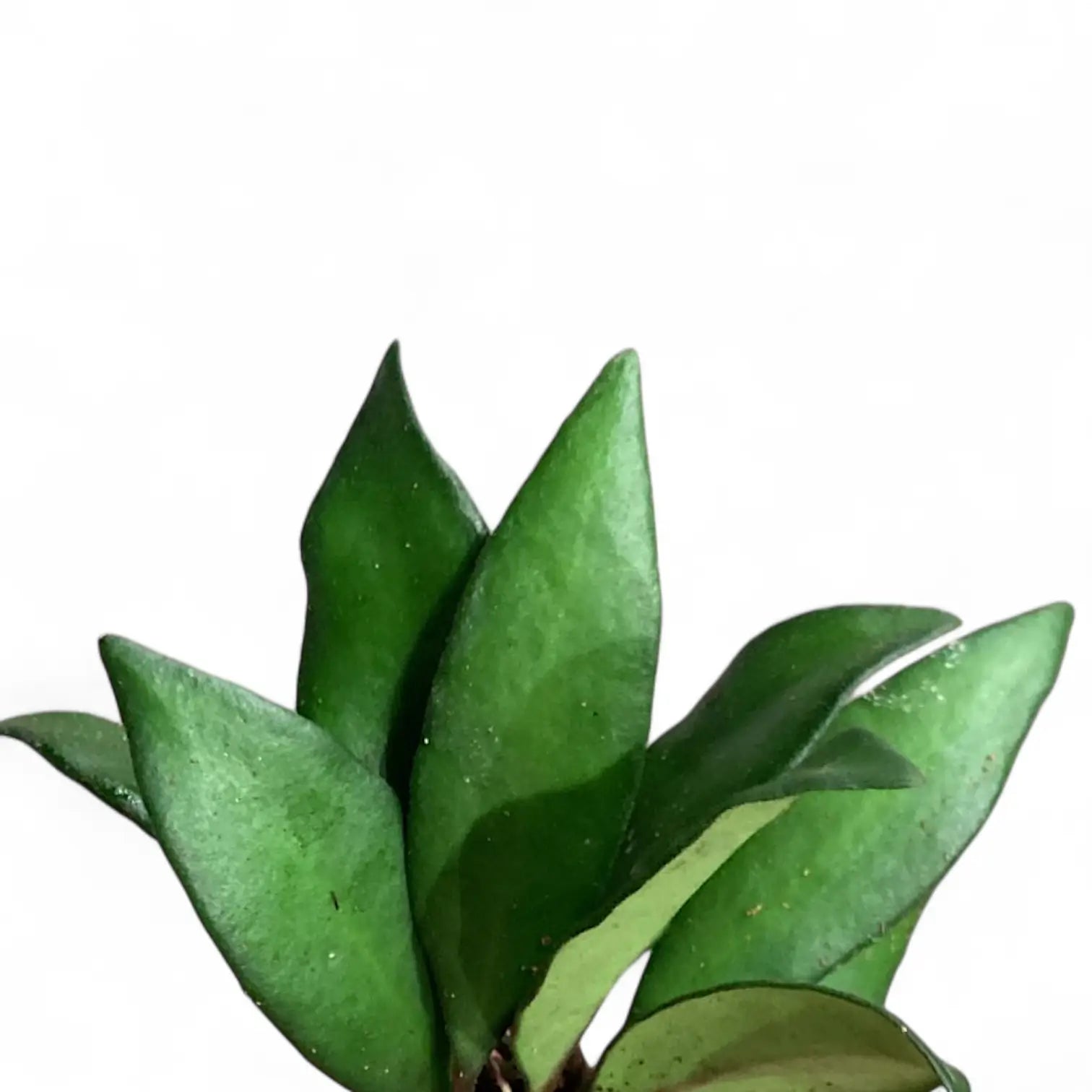 Hoya rosita 'Red Maroon' – Blattdetail vor weißem Hintergrund..