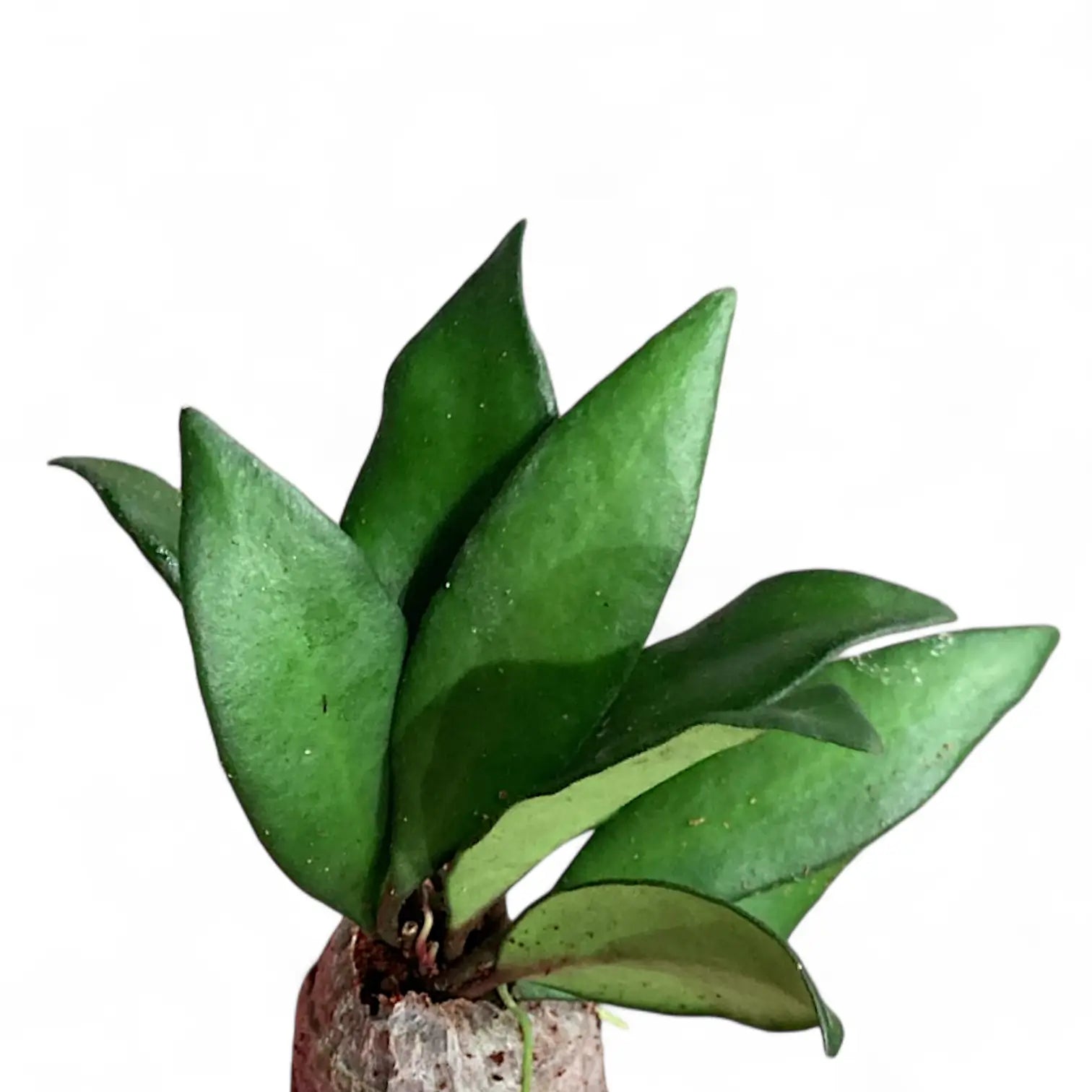 Hoya rosita 'Red Maroon' Zimmerpflanze im Anzuchttopf vor weißem Hintergrund, Produktfoto 3.