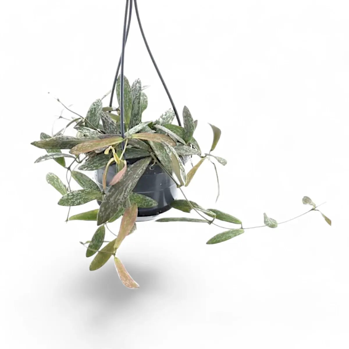 Hoya sigillatis Zimmerpflanze im Anzuchttopf vor weißem Hintergrund, Produktfoto 5.