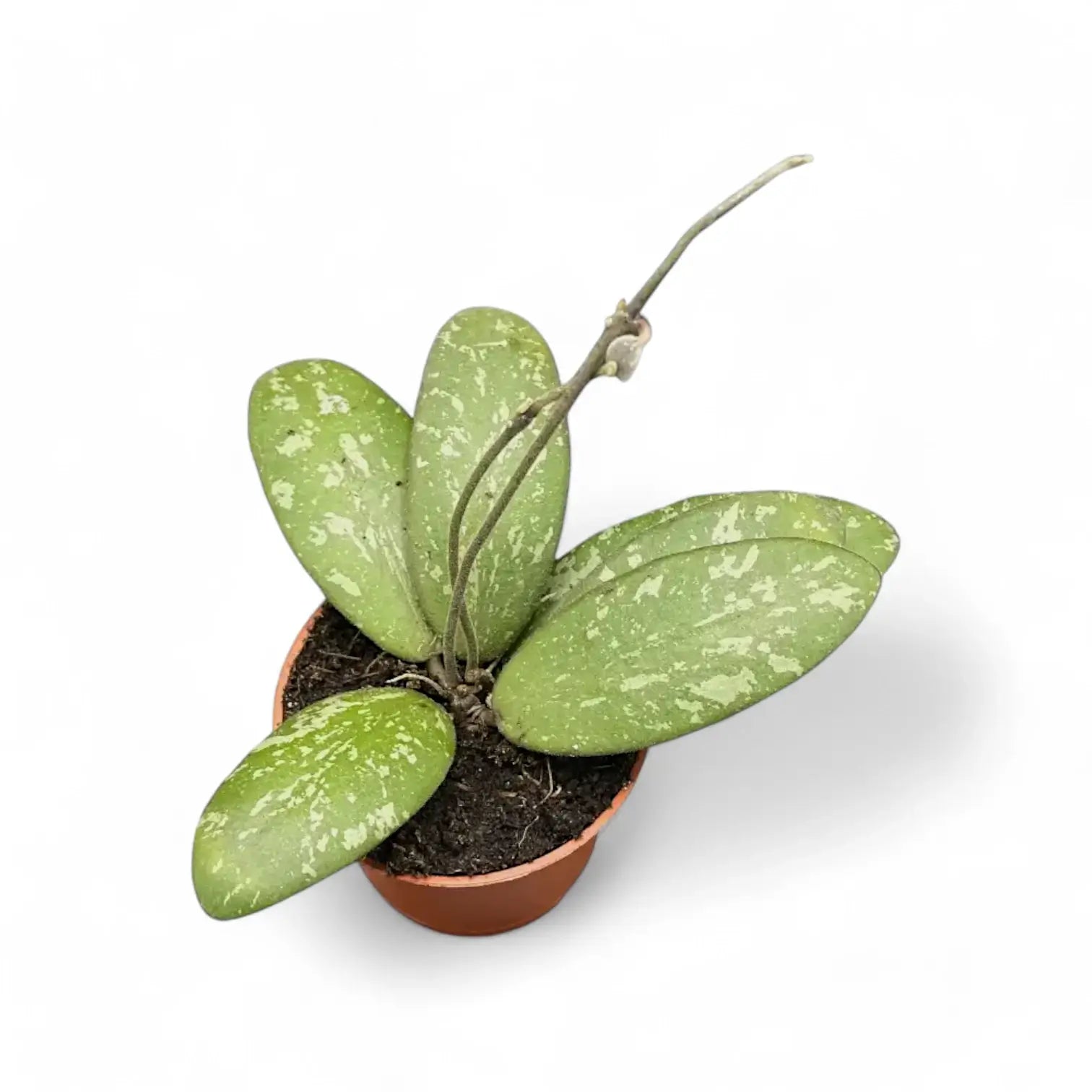 Hoya sigillatis AH004 potted houseplant in nursery pot on white background, product photo 2.