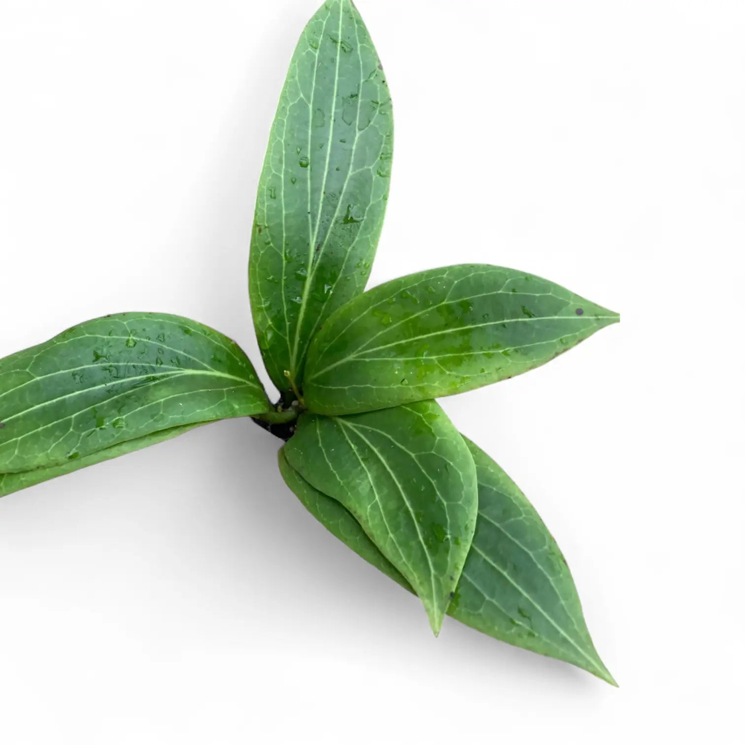 Hoya soligamiana Zimmerpflanze im Anzuchttopf vor weißem Hintergrund, Produktfoto 4.