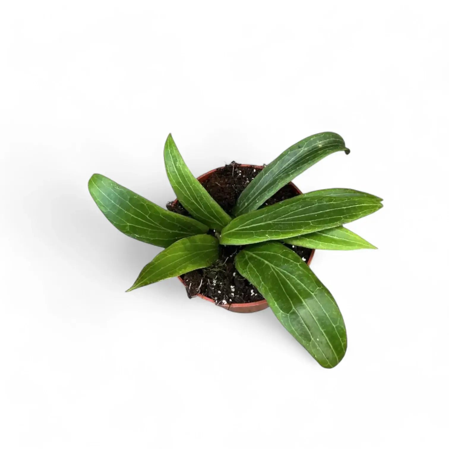 Hoya soligamiana Zimmerpflanze im Anzuchttopf vor weißem Hintergrund, Produktfoto 5.