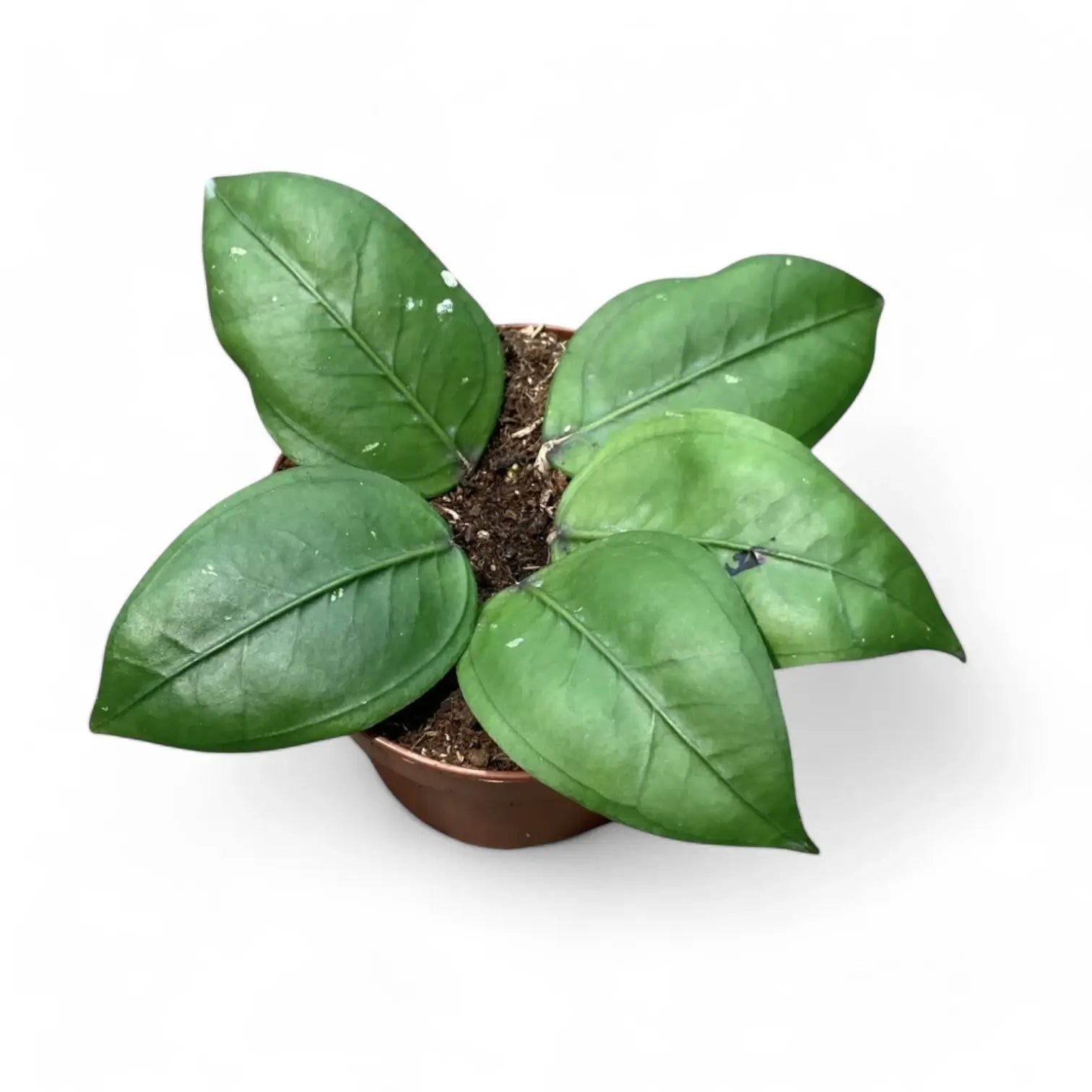 Hoya sp. Gomas potted houseplant in nursery pot on white background, product photo 2.