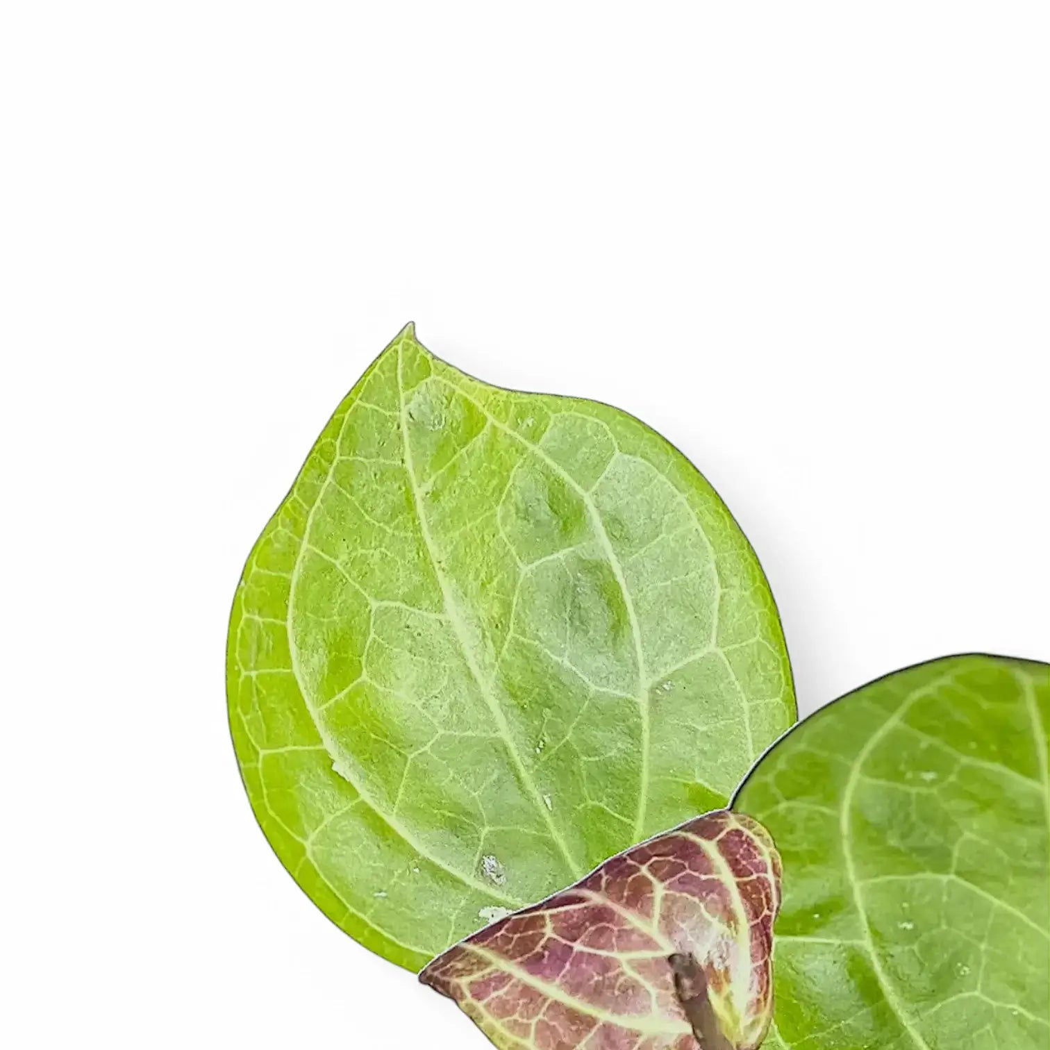 Hoya sp. Sarawak 'Cream' leaf close-up on white background.
