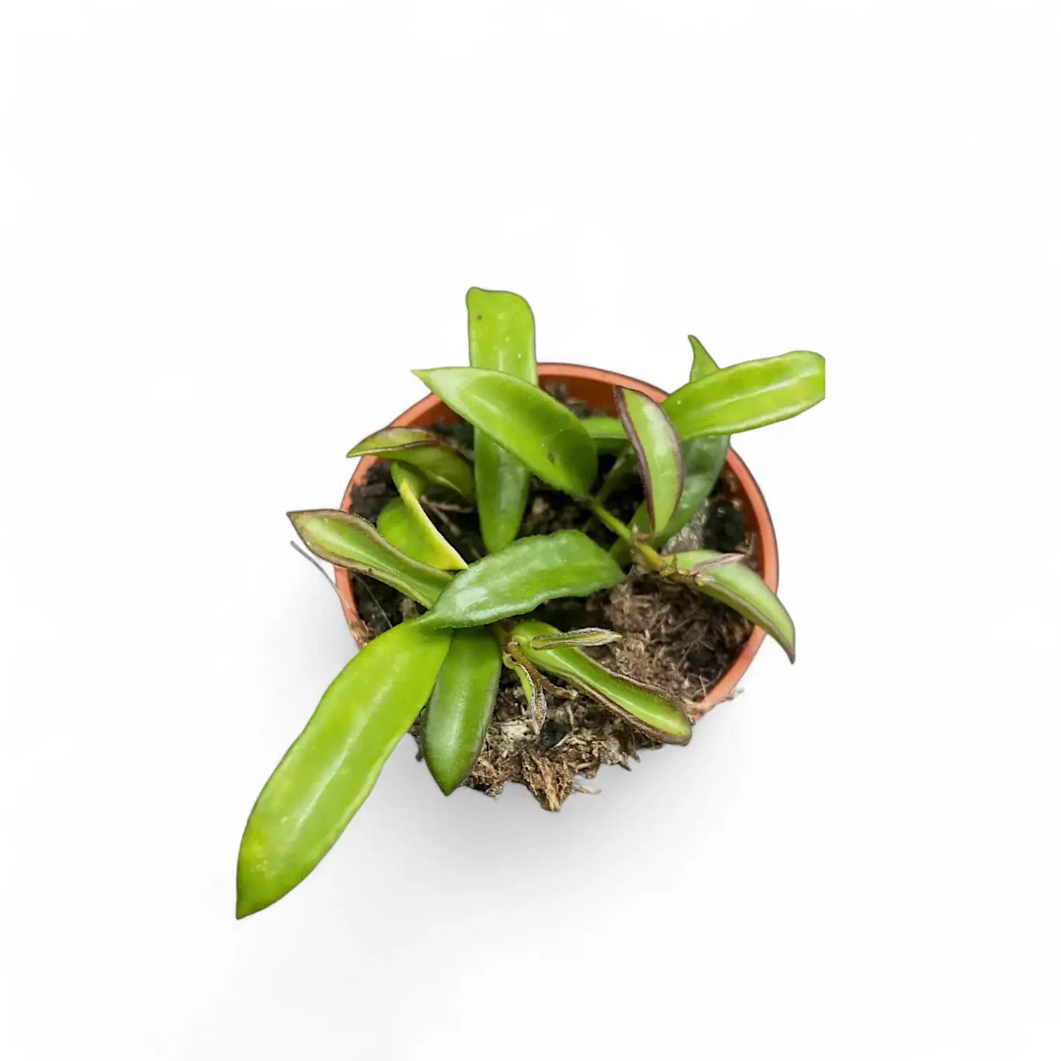 Hoya sp. Zambales Zimmerpflanze im Anzuchttopf vor weiĂem Hintergrund, Produktfoto 2.