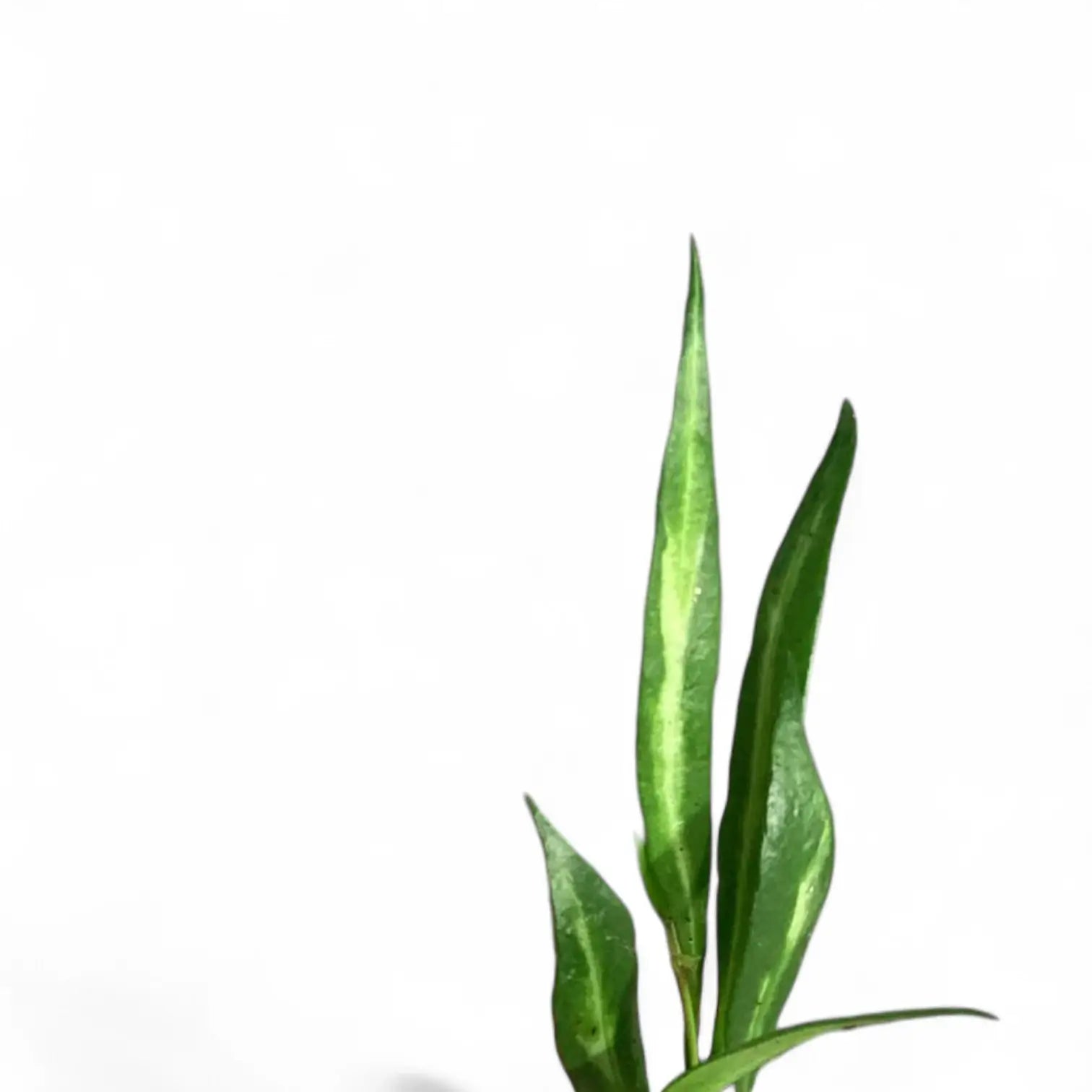 Hoya tsangii inner variegated leaf close-up on white background.