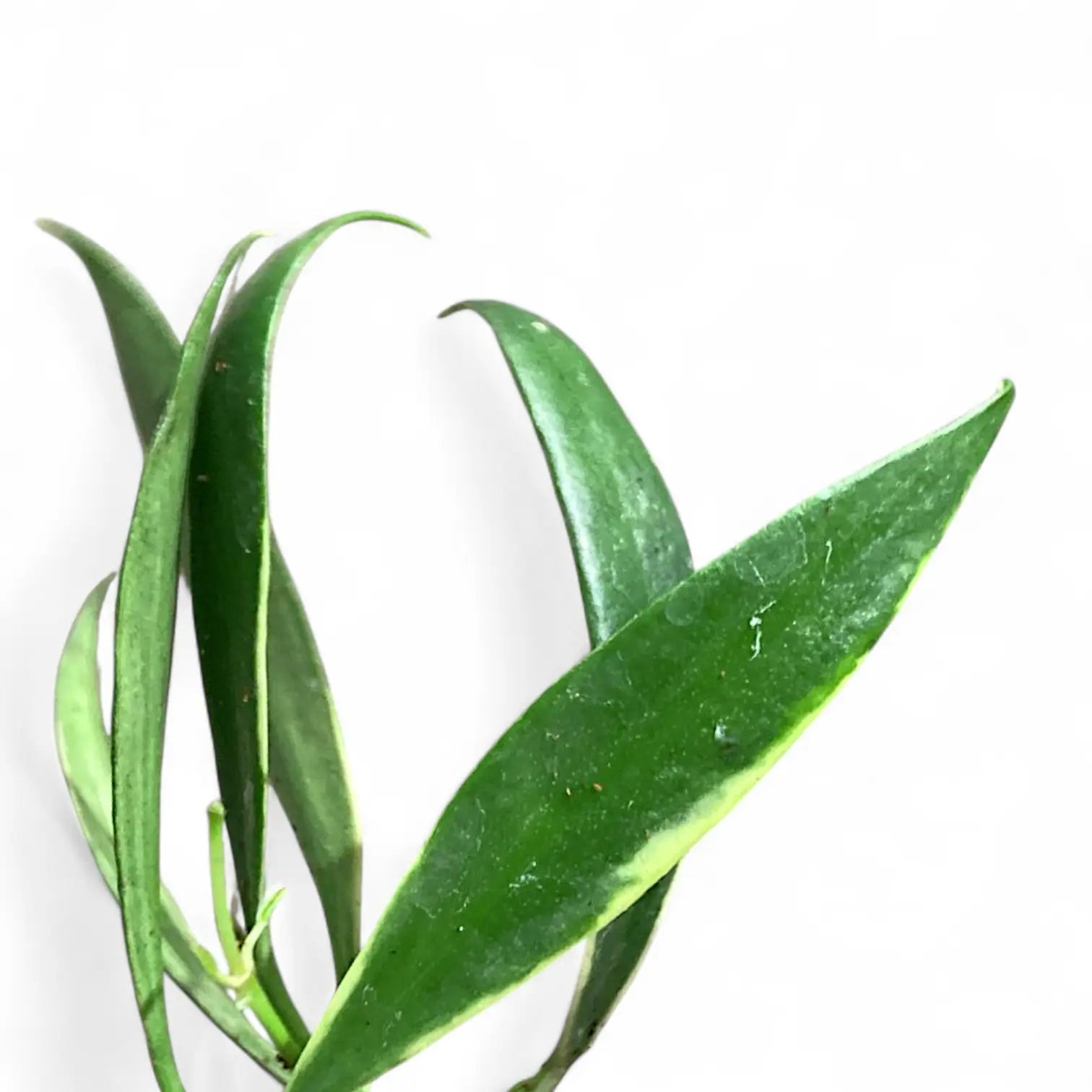 Hoya tsangii outer variegated leaf close-up on white background.