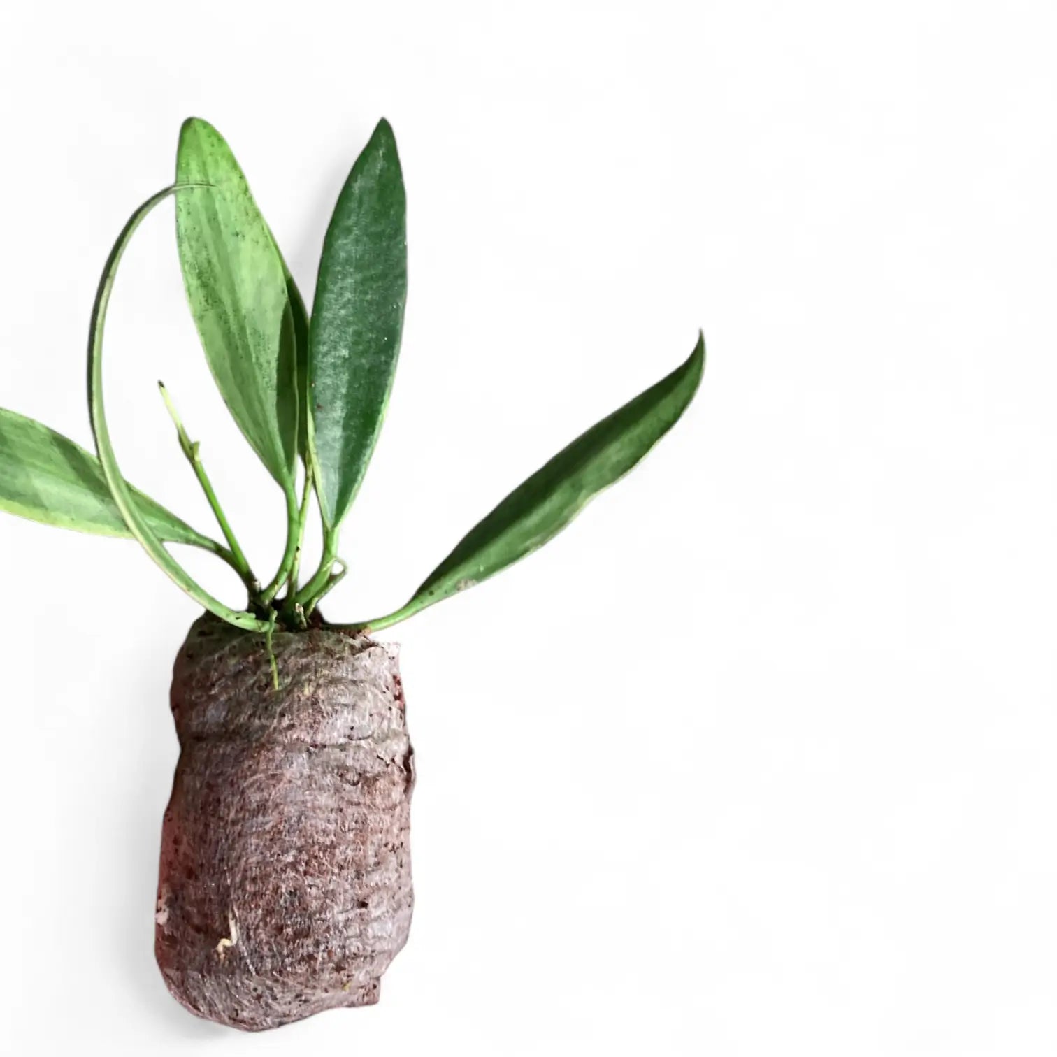 Hoya tsangii outer variegated potted houseplant in nursery pot on white background, product photo 3.