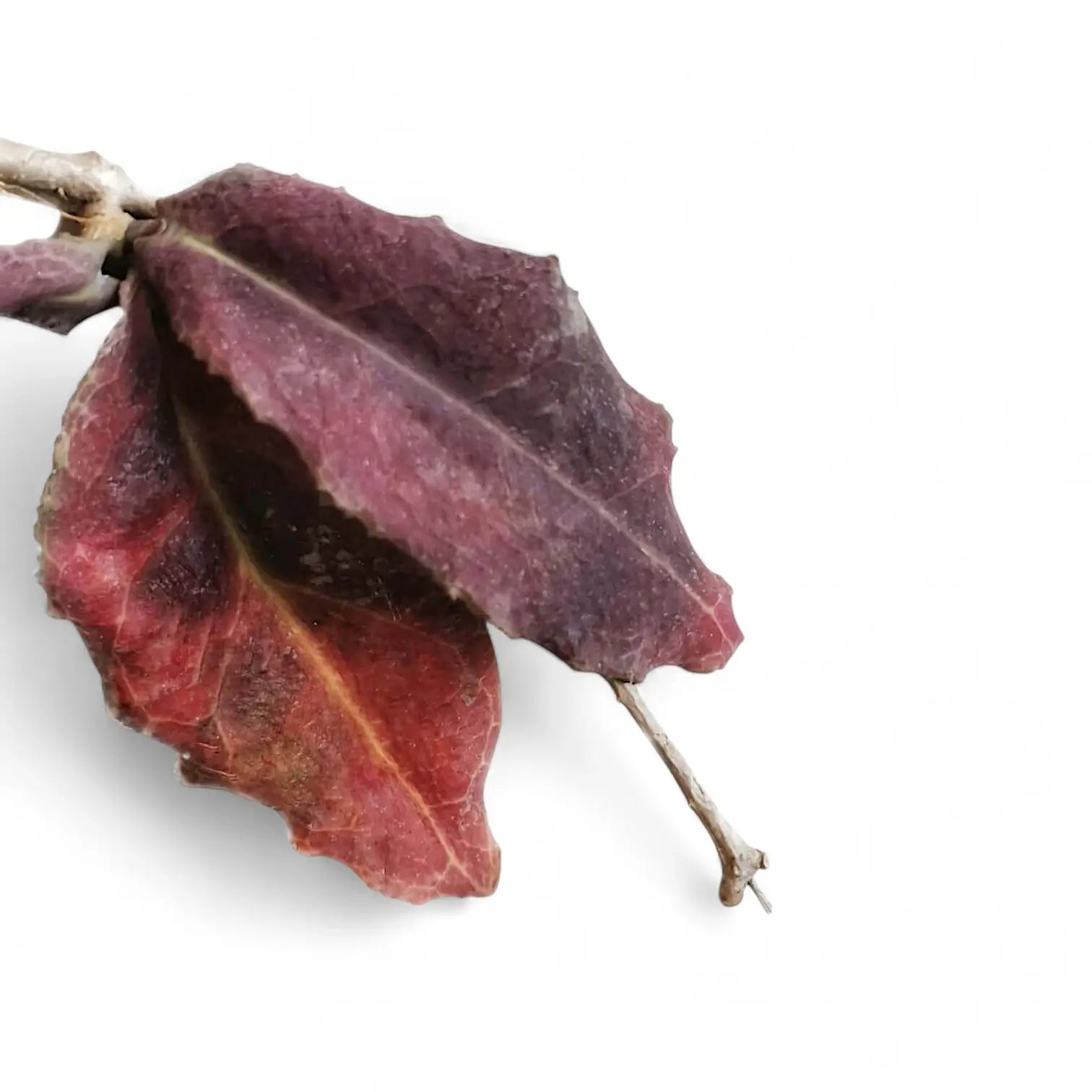 Hoya undulata leaf close-up on white background.