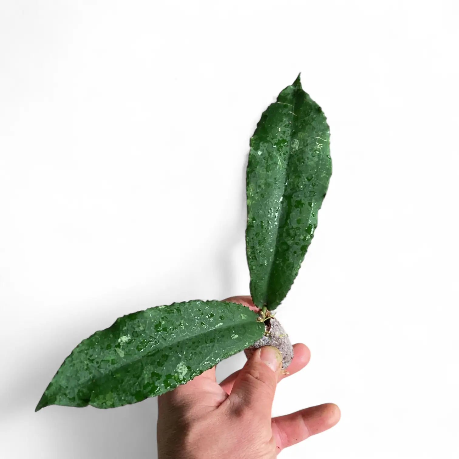 Hoya undulata potted houseplant in nursery pot on white background, product photo 3.
